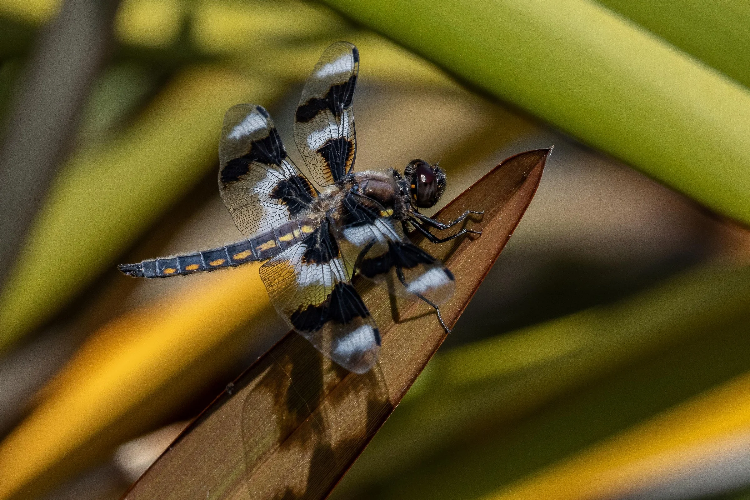 Seattle,Lake Union,Dragonfly,-034.JPG