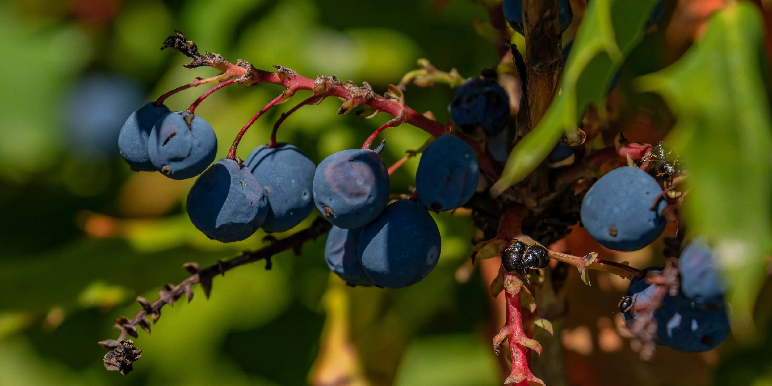 Seattle,Sculpture Park,Berries & Bugs,-070.JPG