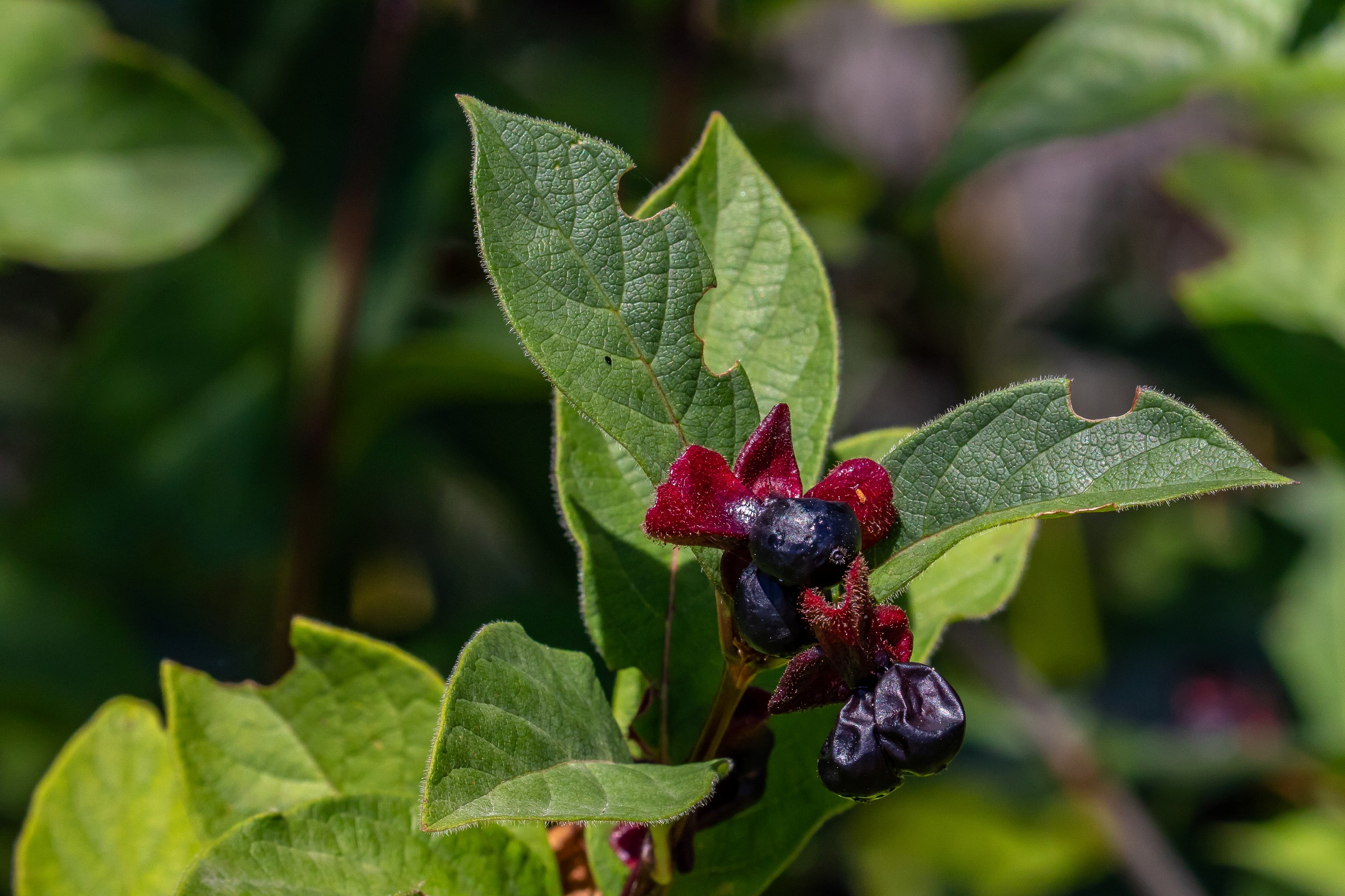 Seattle,Sculpture Park,Berries,-074.JPG