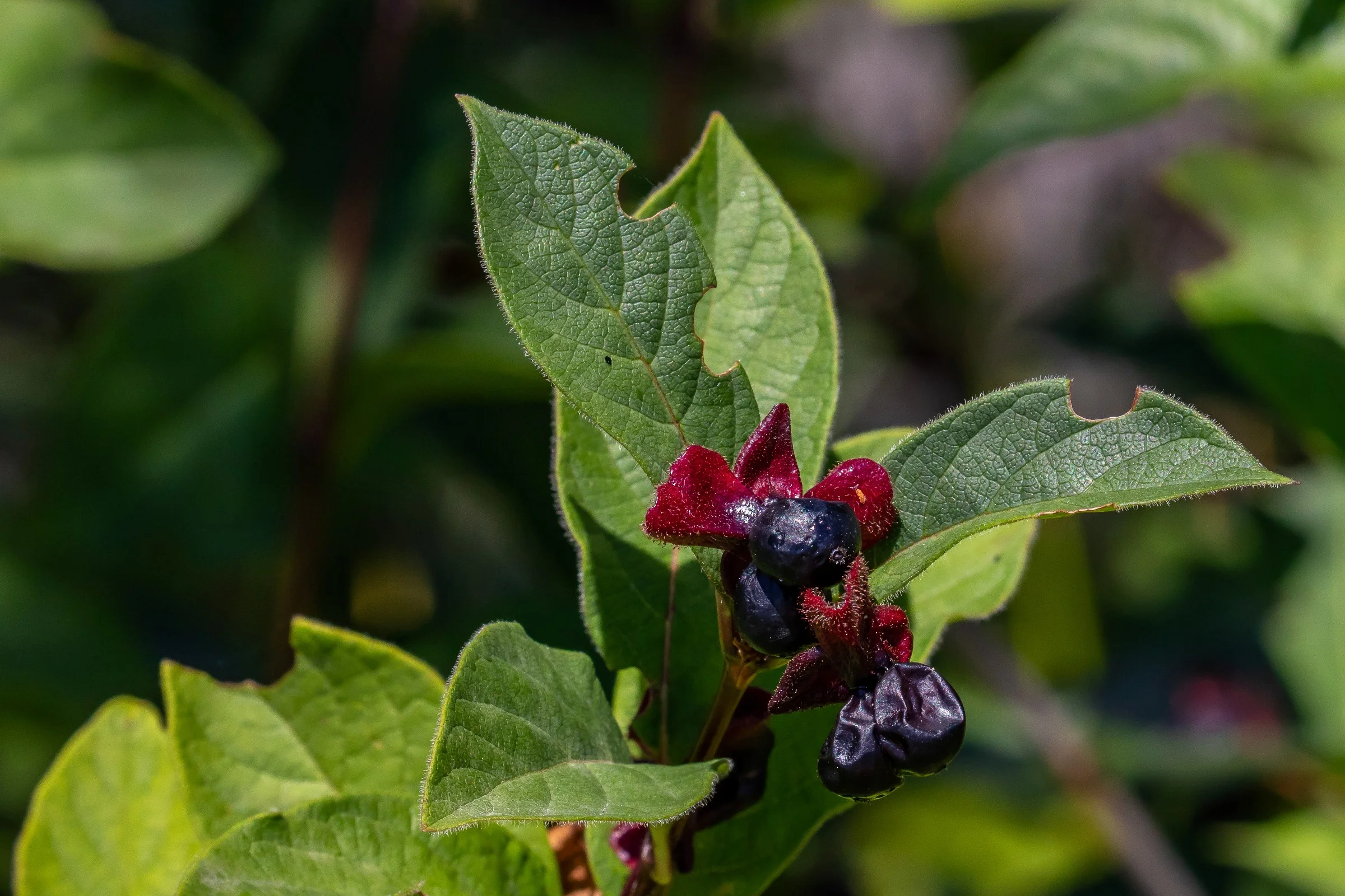 Seattle,Sculpture Park,Berries,-074.JPG