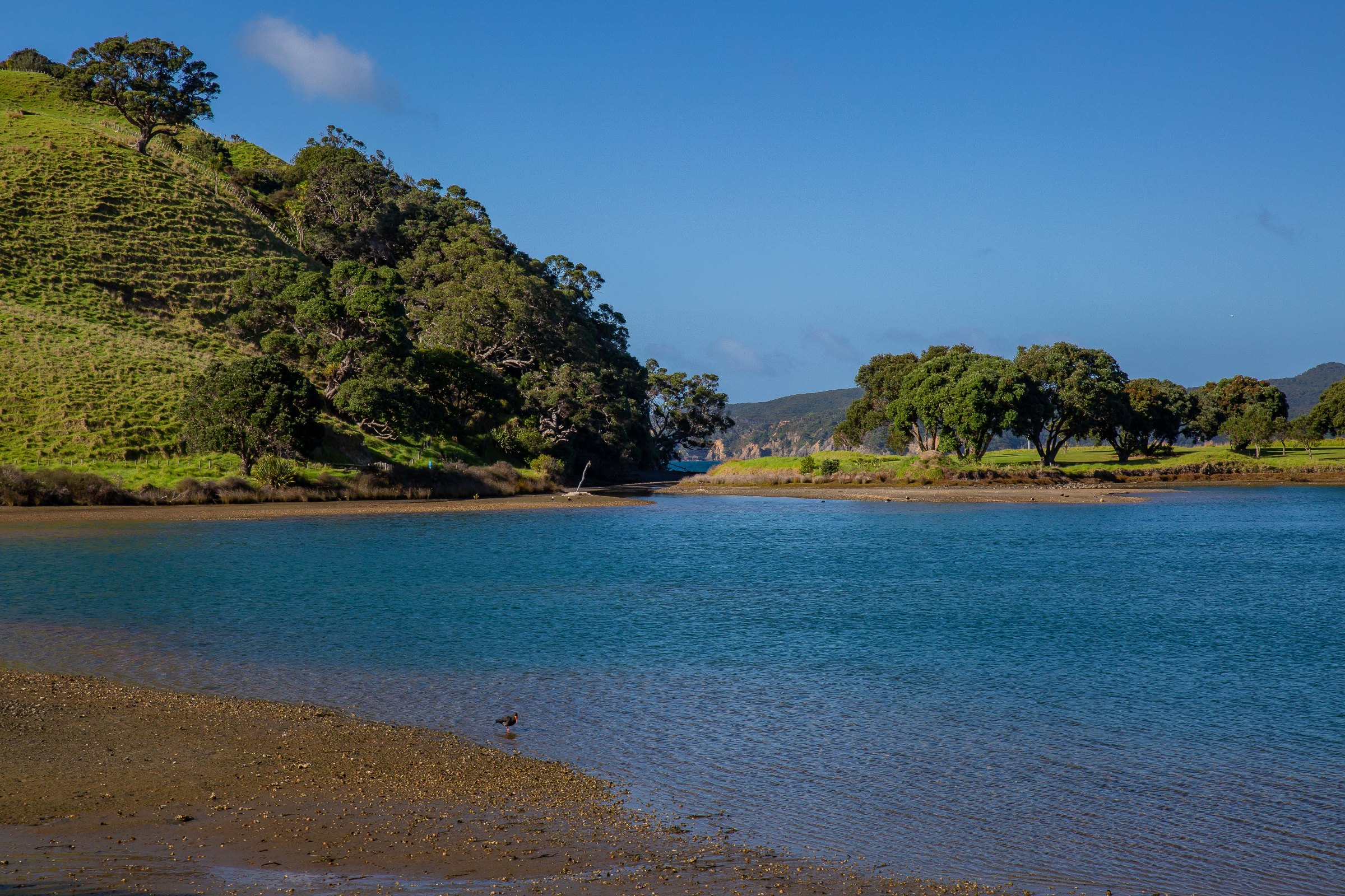 Tawharanui,-077.JPG