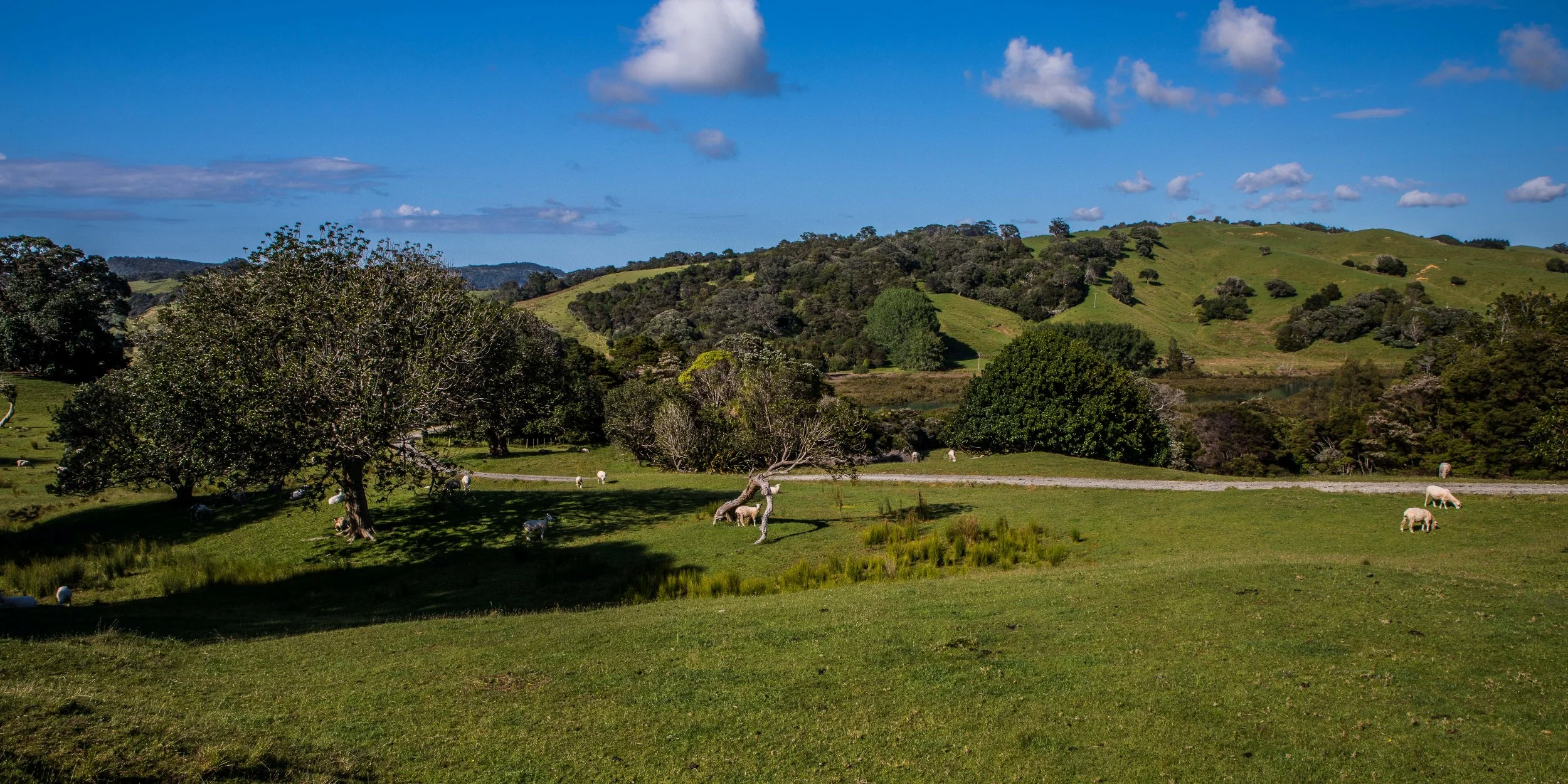 Mahurangi Regional park,-003.JPG