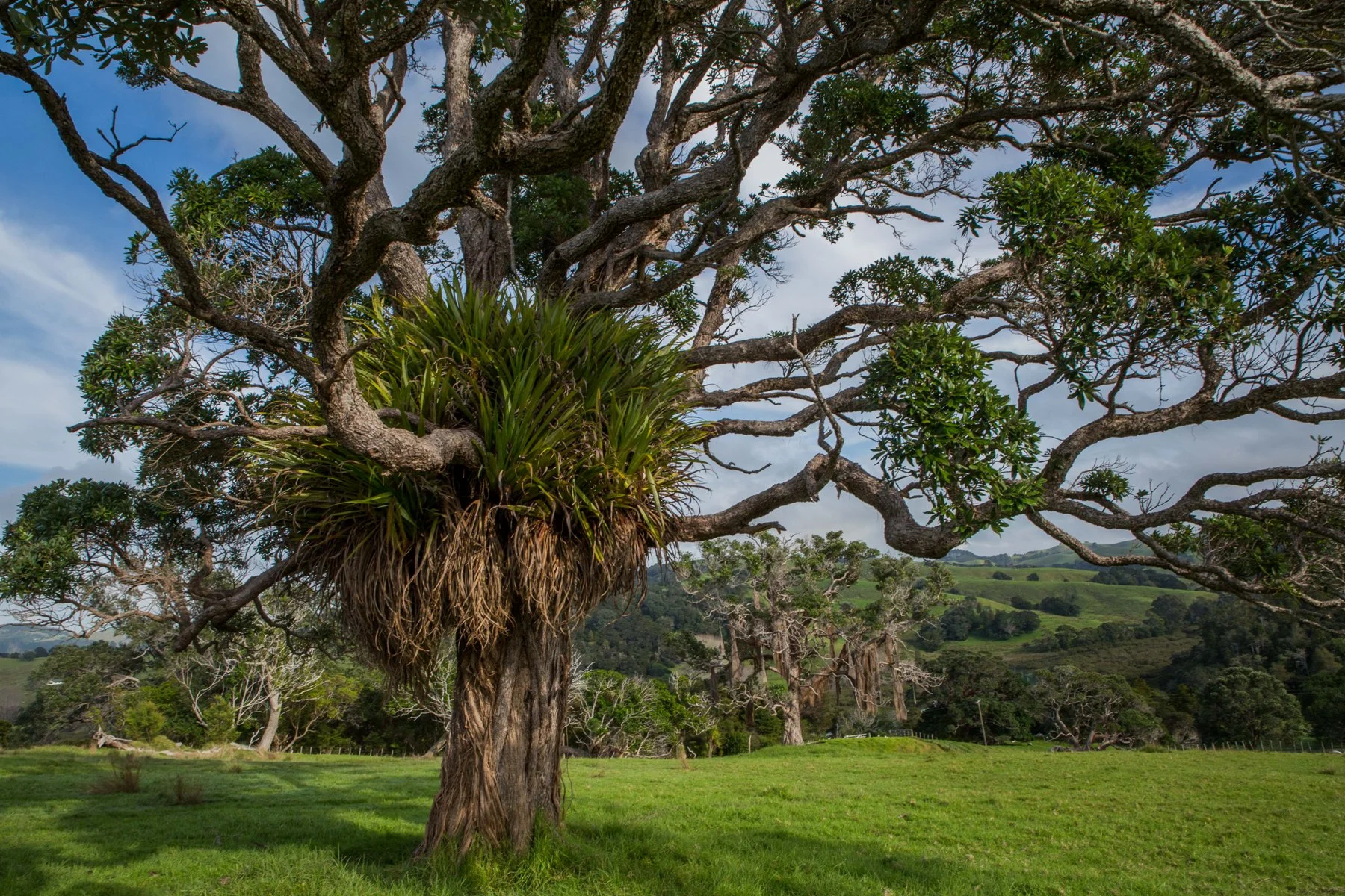 Mahurangi Regional Park,d-5462.jpg