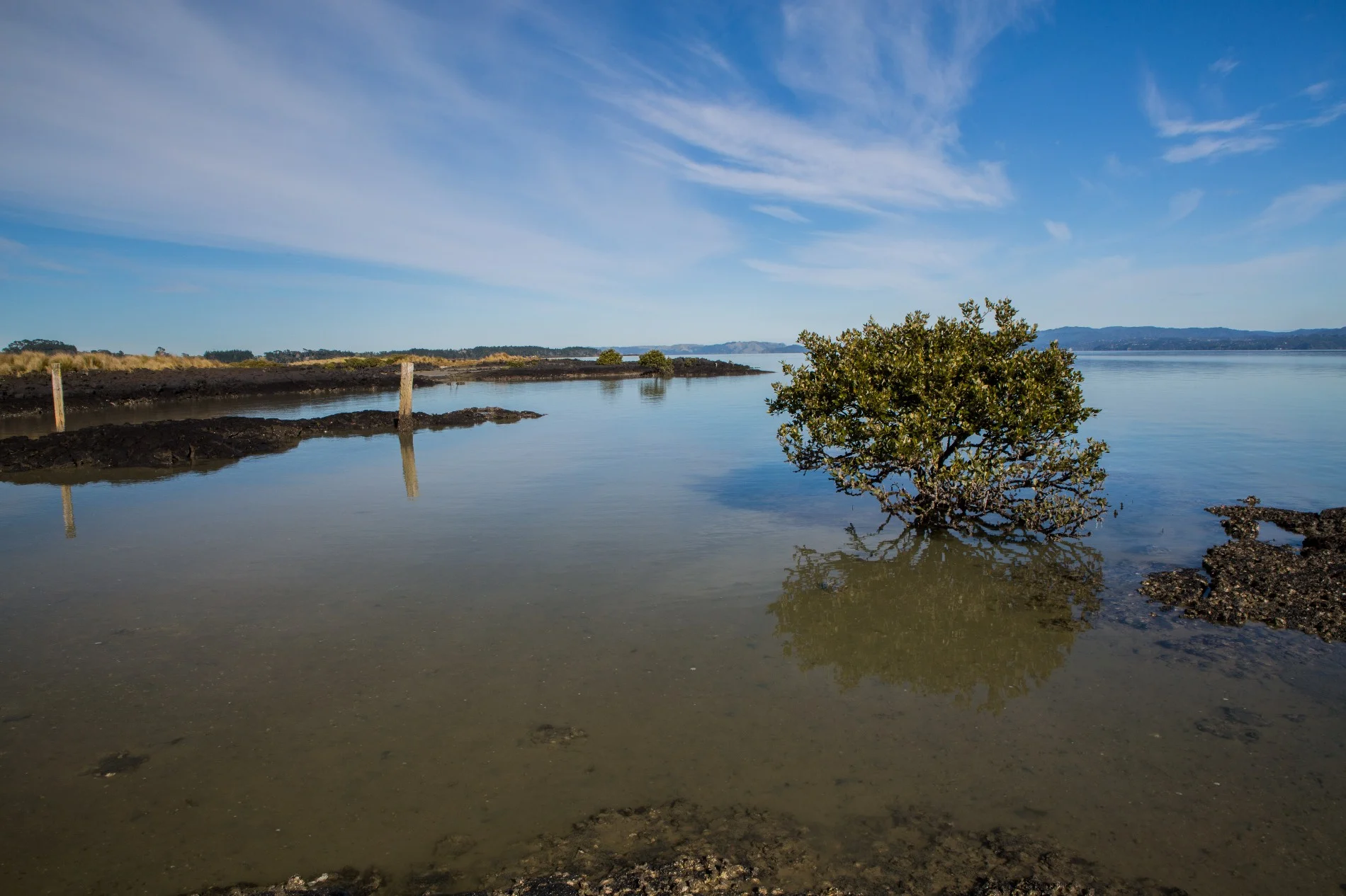 Ambury Regional  Park,-6129.JPG