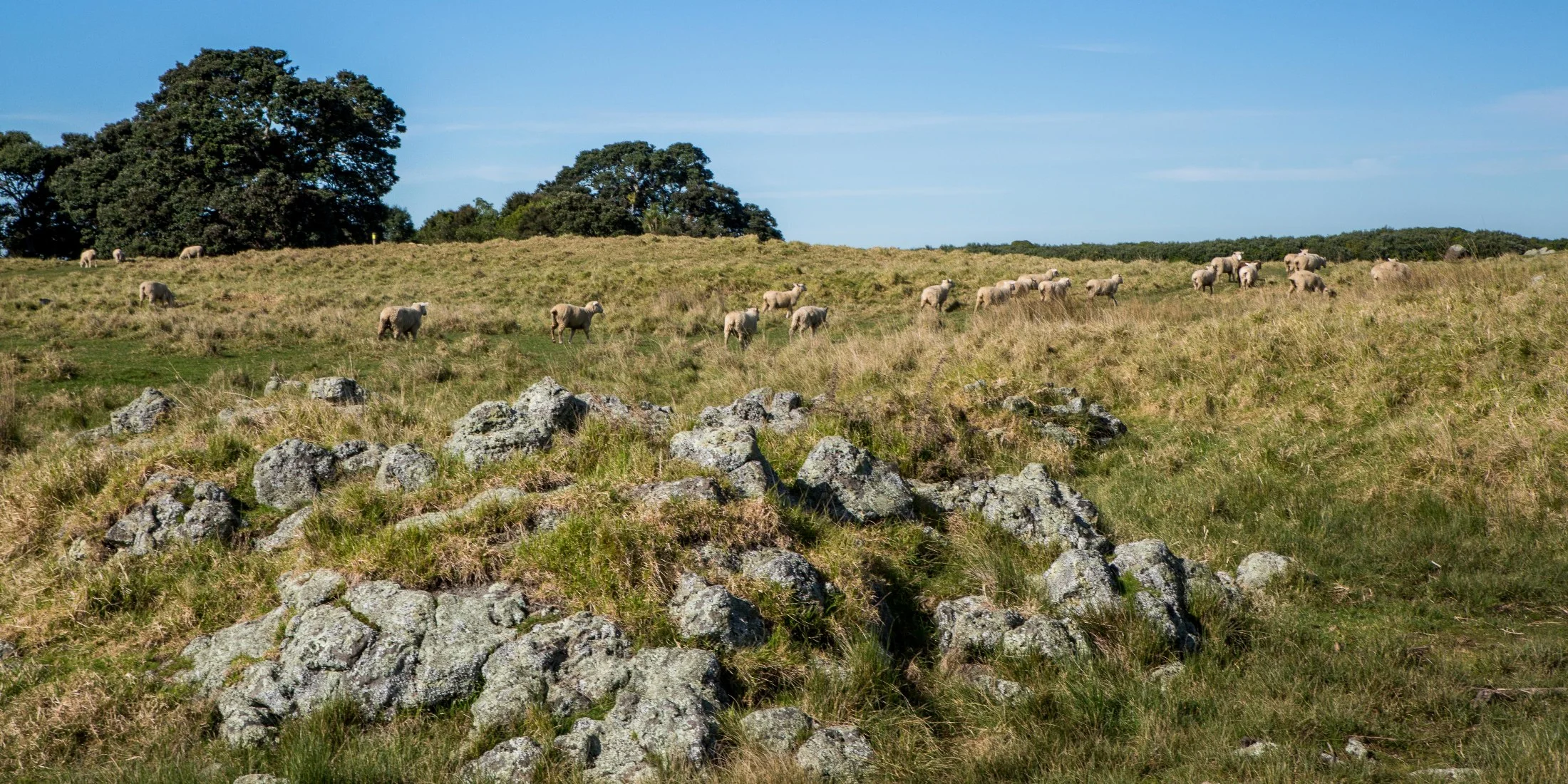 Ambury Regional  Park,-6151.JPG