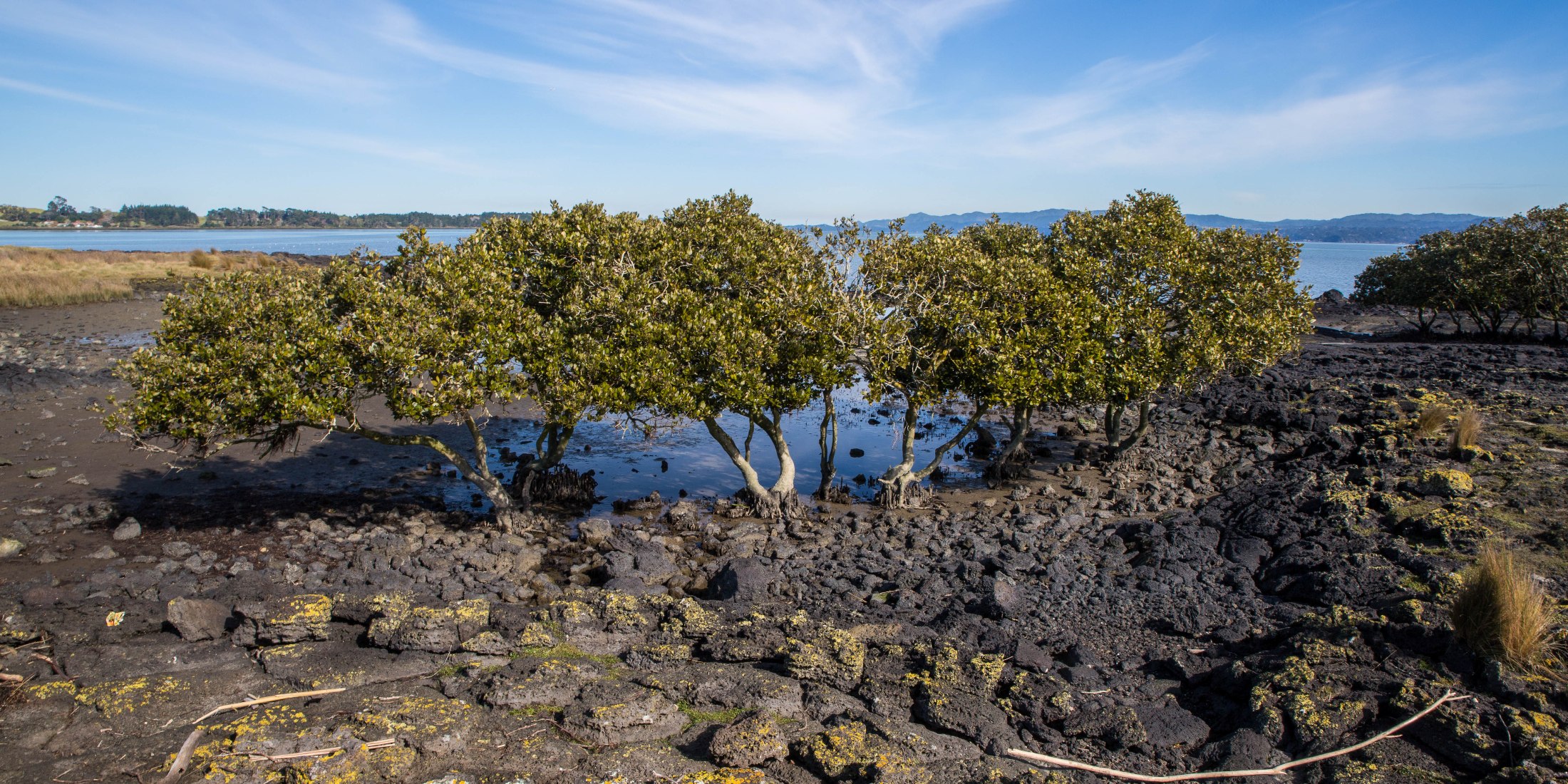 Ambury Regional  Park,-6164.JPG