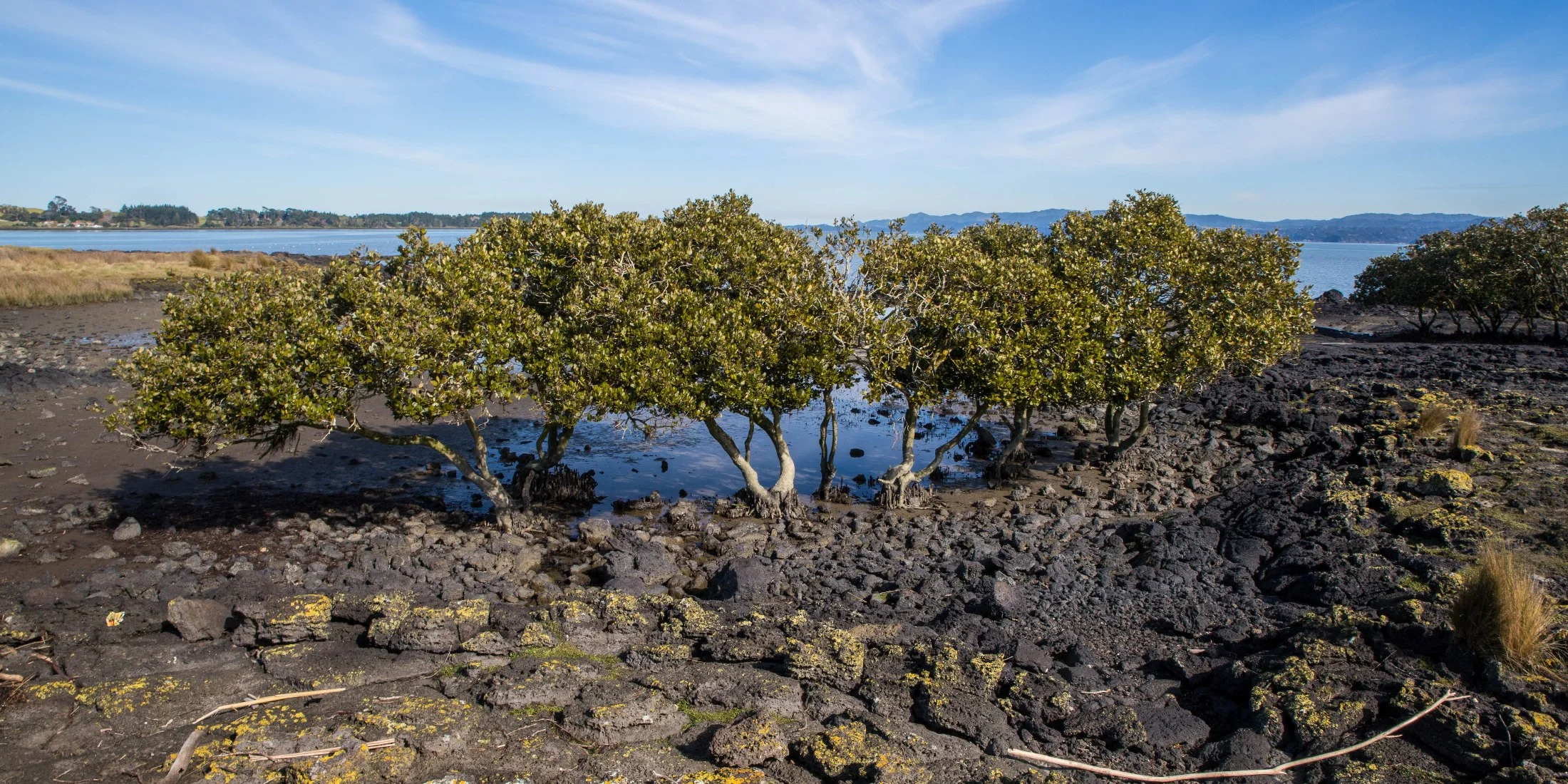Ambury Regional  Park,-6164.JPG