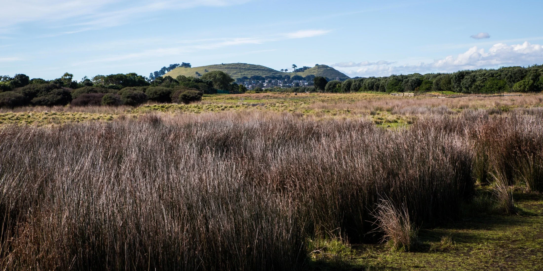 Ambury Regional  Park,-6166.JPG