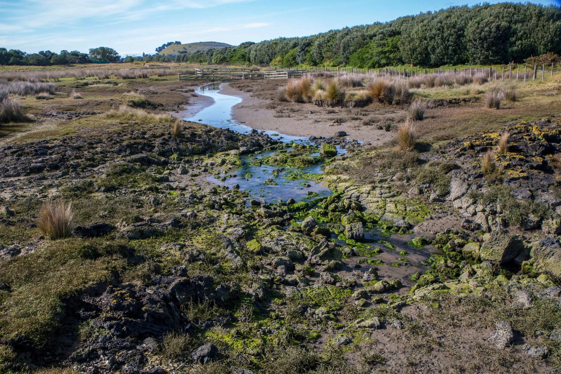 Ambury Regional  Park,-6170.JPG