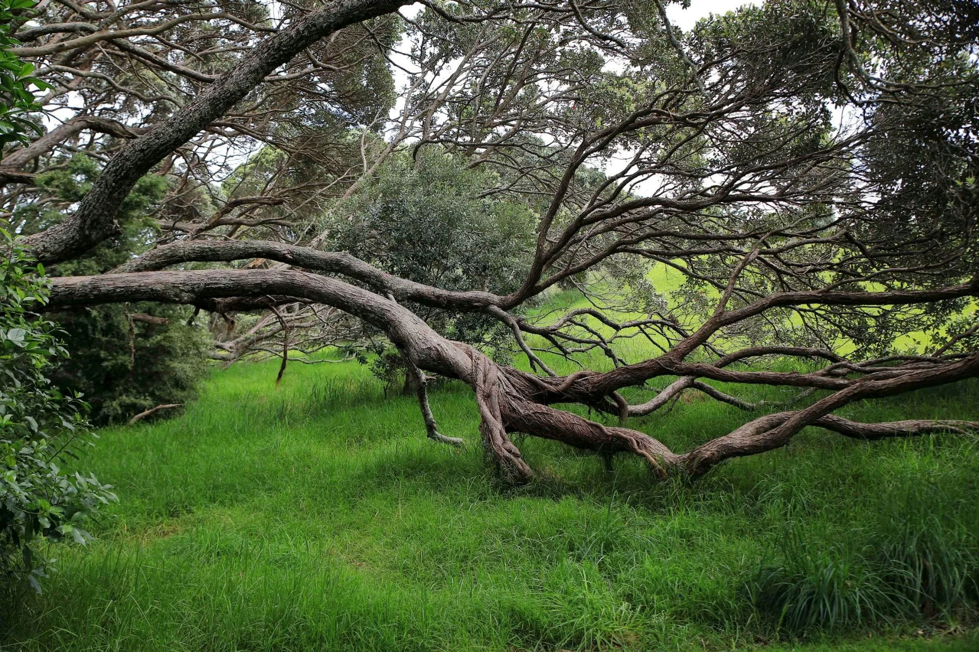 Awhitu Peninsula,Regional Park,-849.JPG