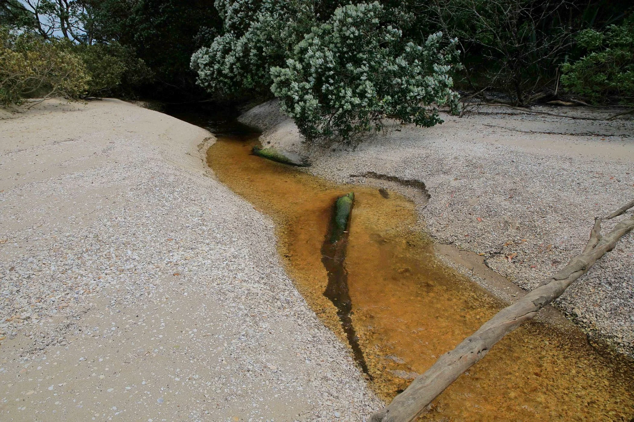 Awhitu Peninsula,Regional Park,-854.JPG