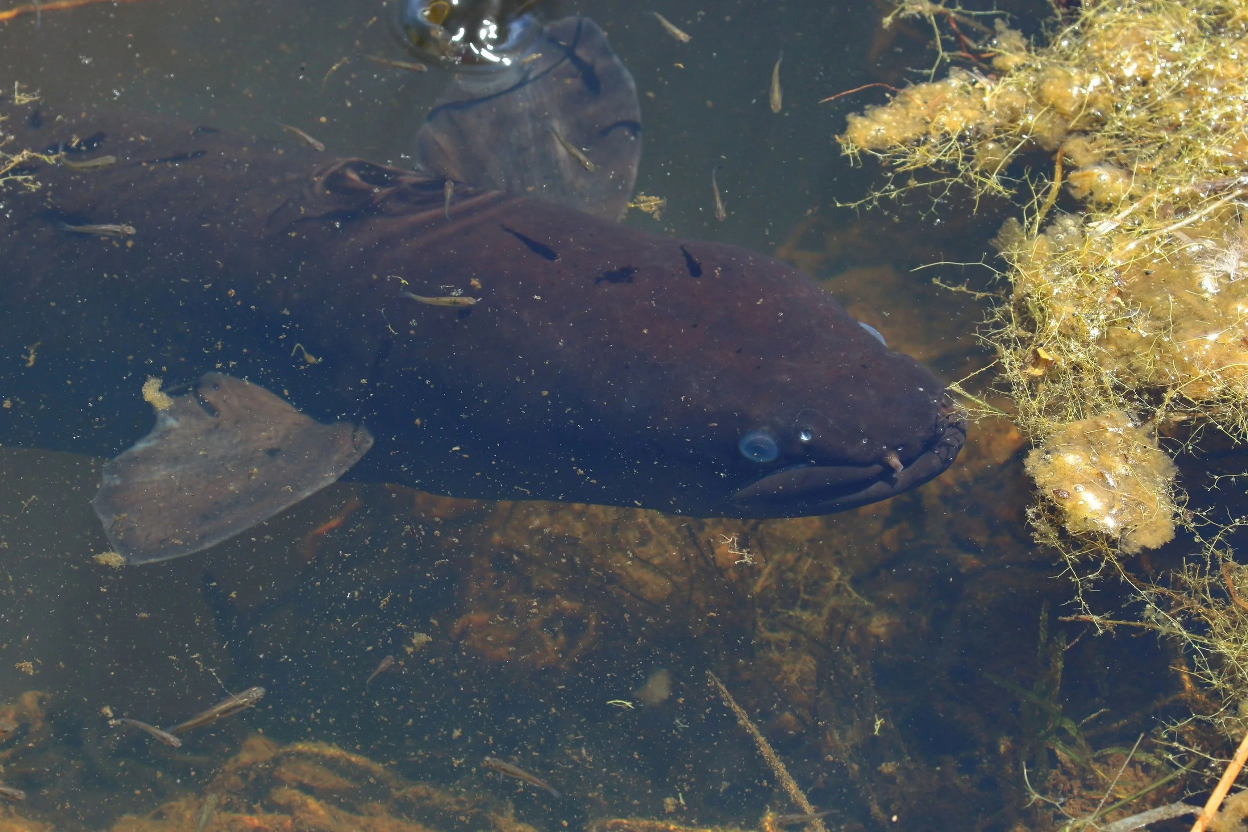 Eel,Awhitu Regional Park,-336.JPG