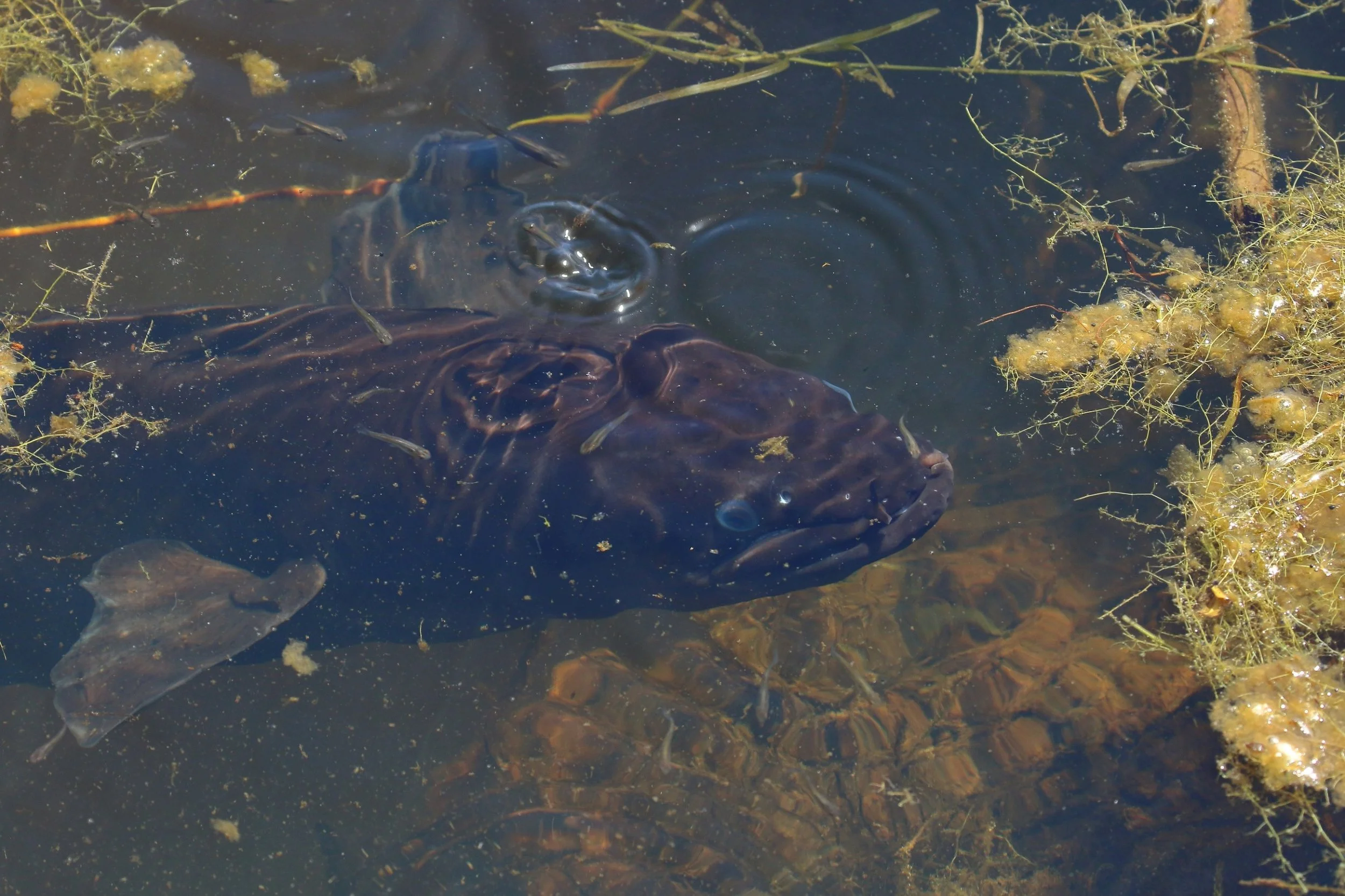 Eel,Awhitu Regional Park,-337.JPG