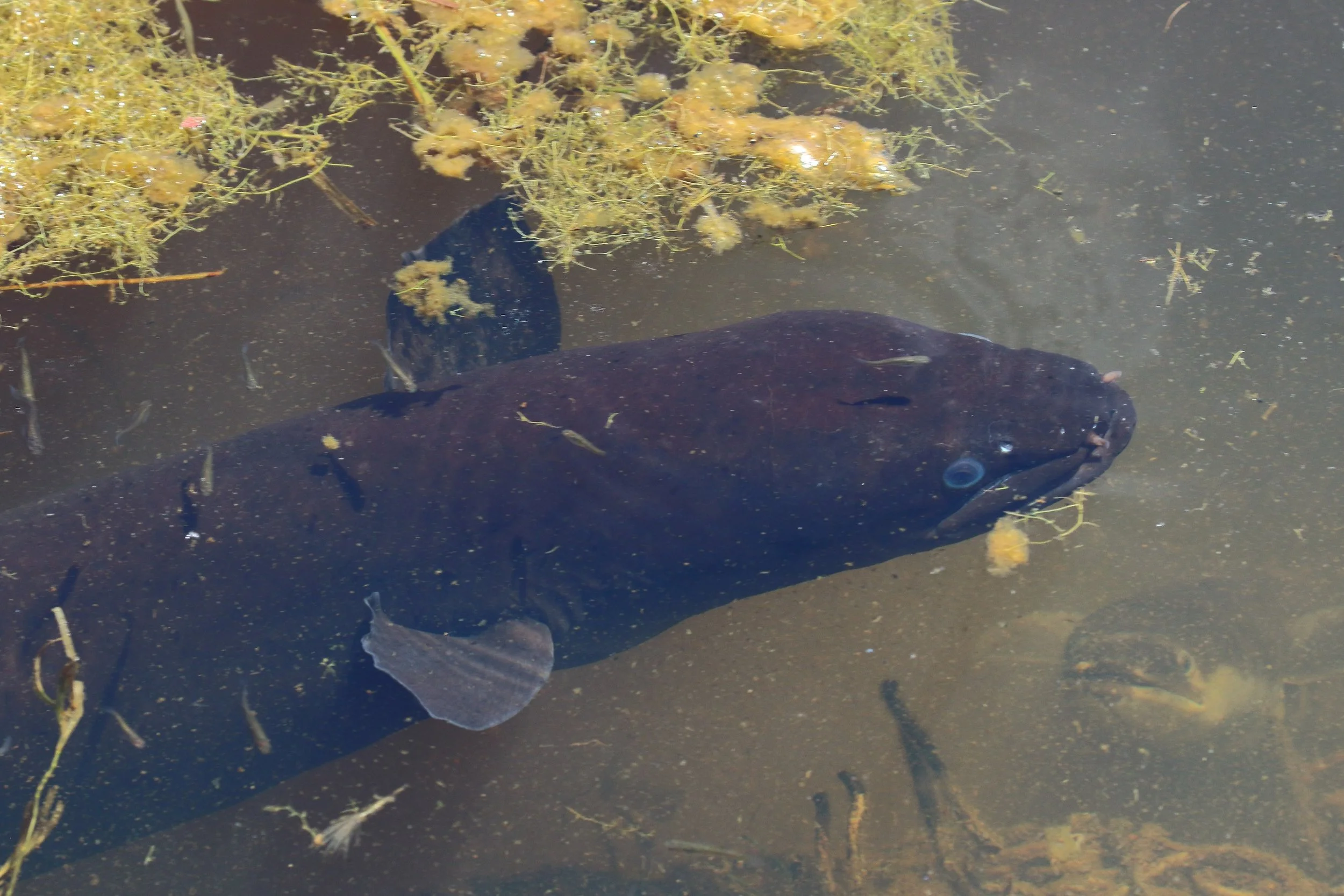 Eel,Awhitu Regional Park,-339.JPG