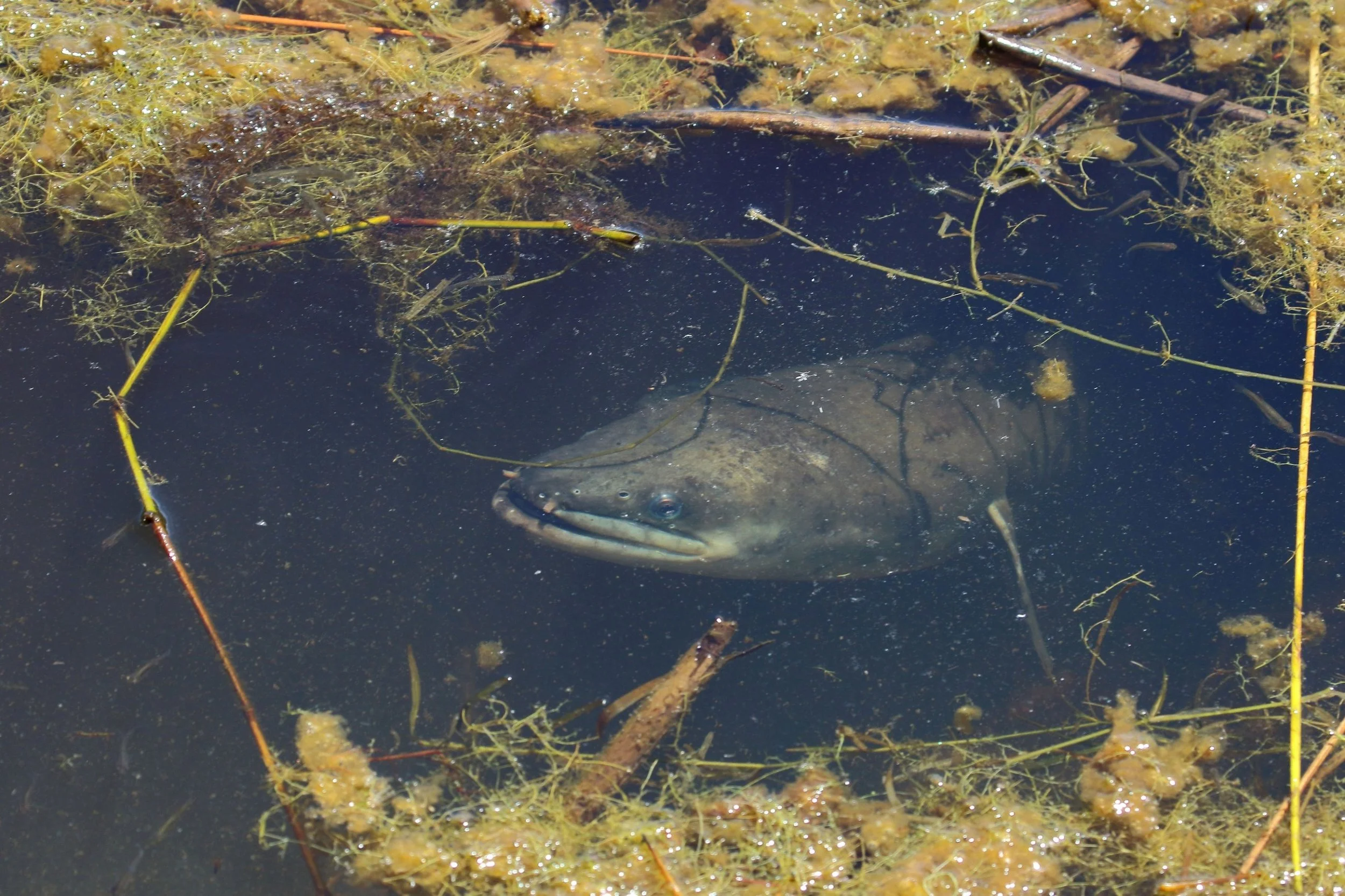 Eel,Awhitu Regional Park,-340.JPG