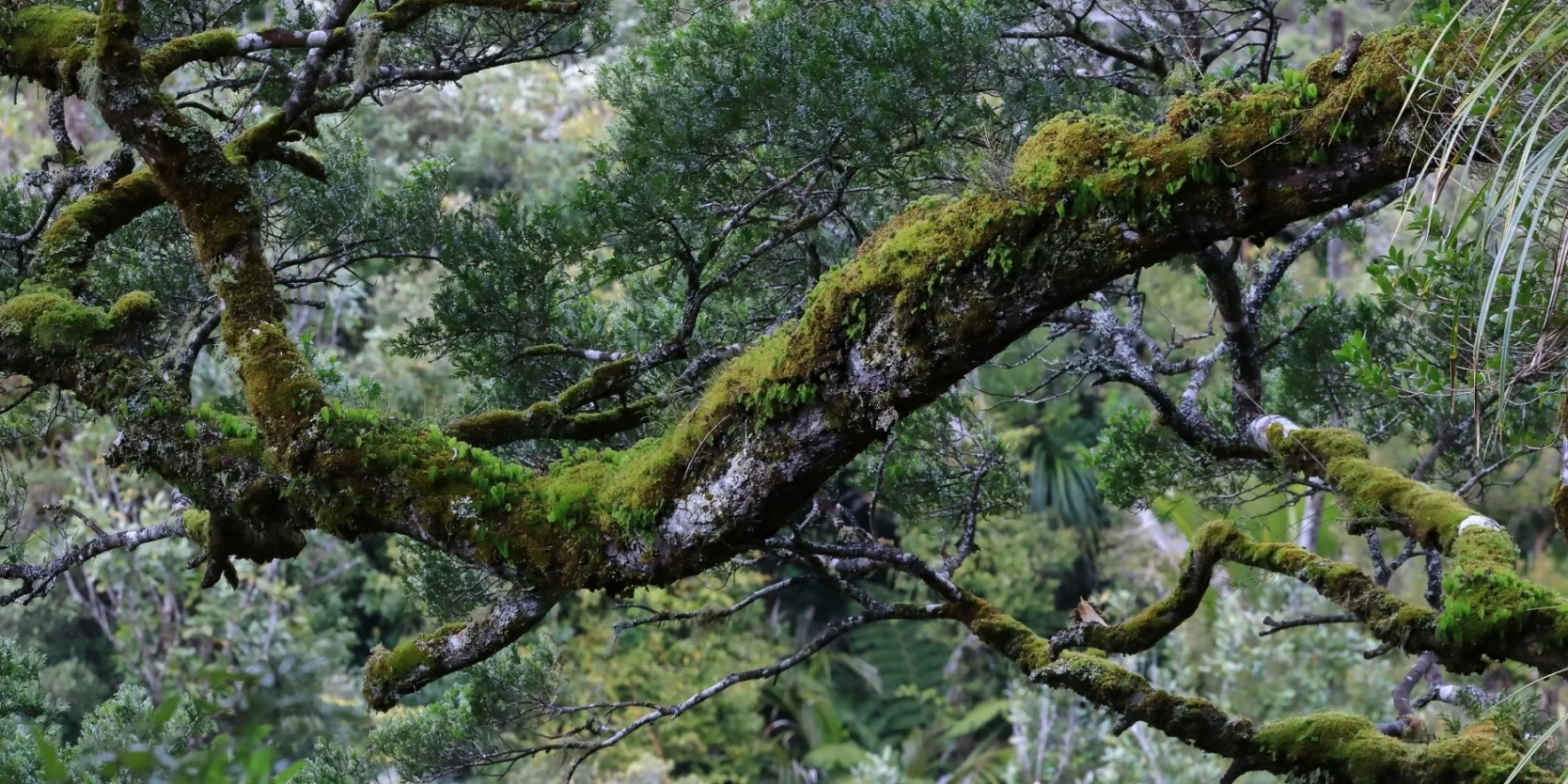 Fairy Falls, 280.JPG