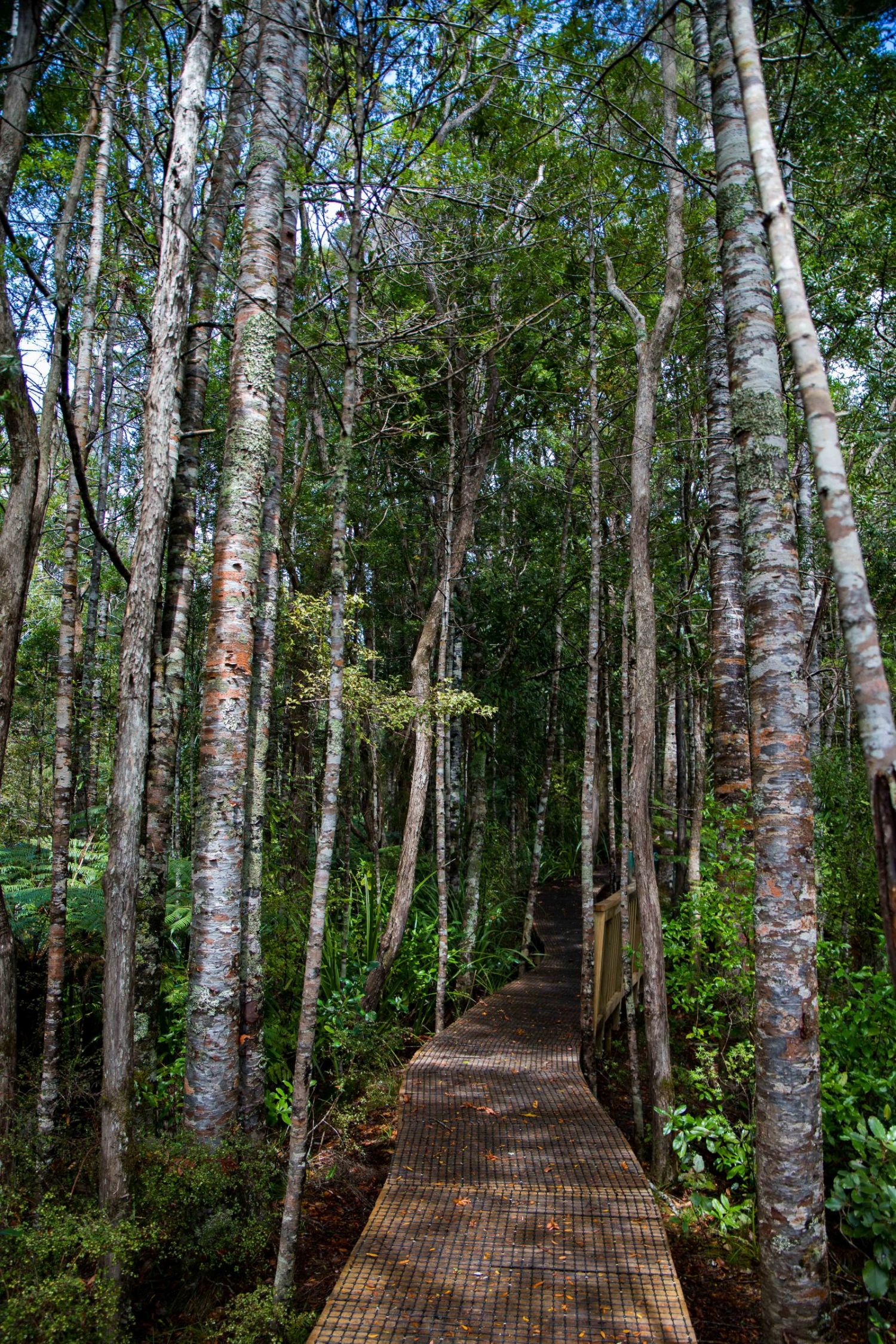 Mokoroa Falls,-681.JPG