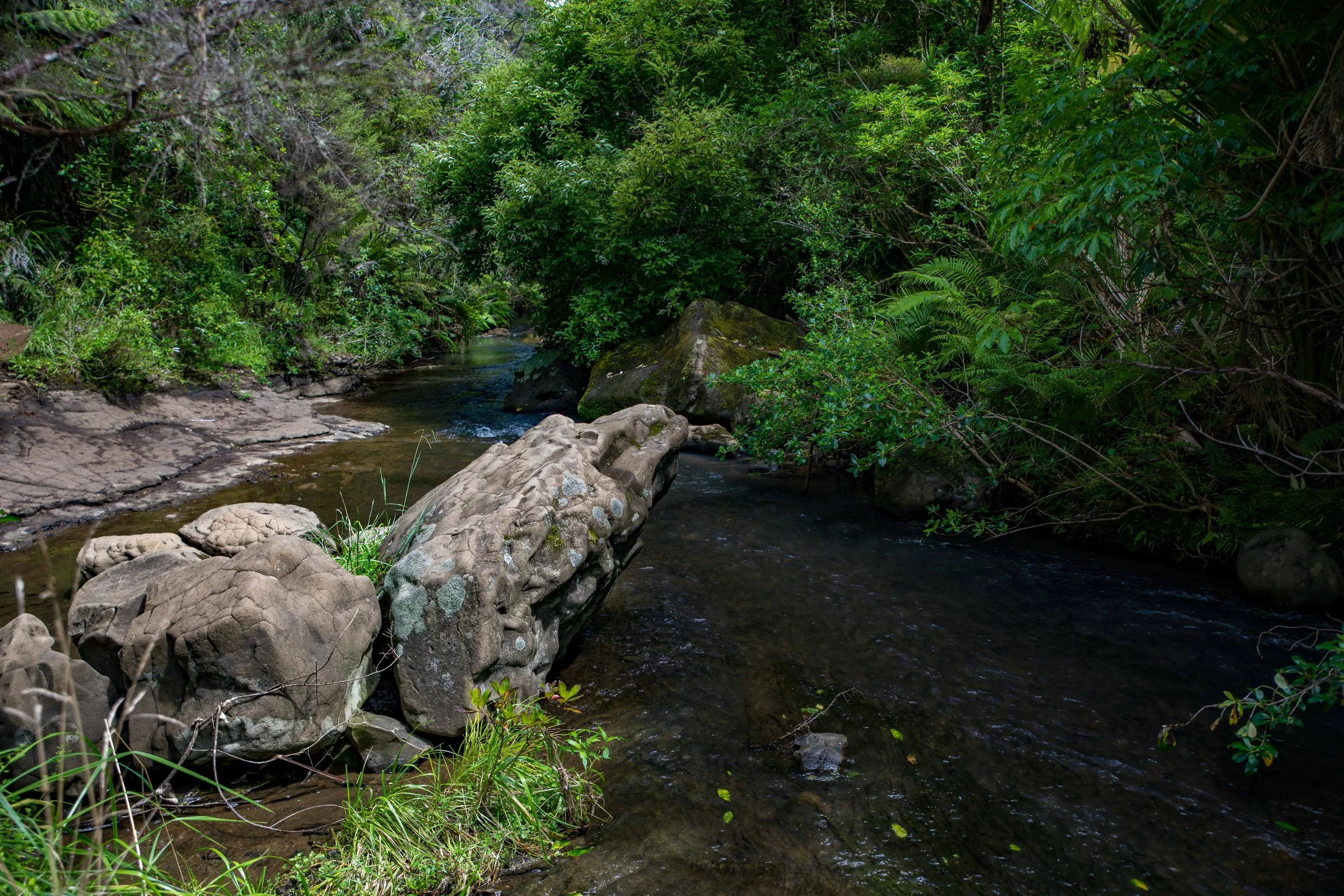 Mokoroa Falls,-718.JPG