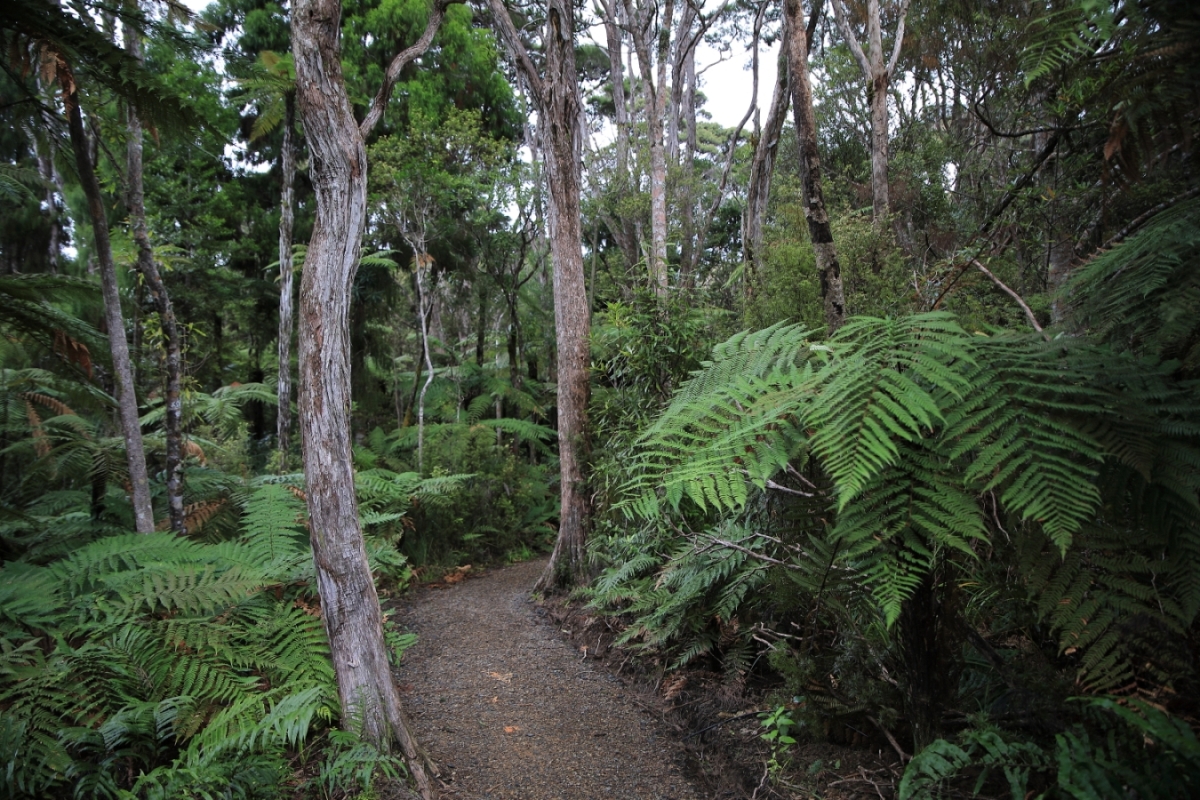 Upper Nihotipu Dam Walk, 409a.jpg