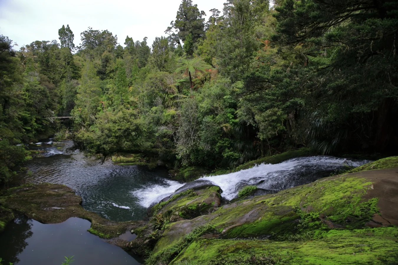 Upper Nihotipu Dam Walk, 431.JPG