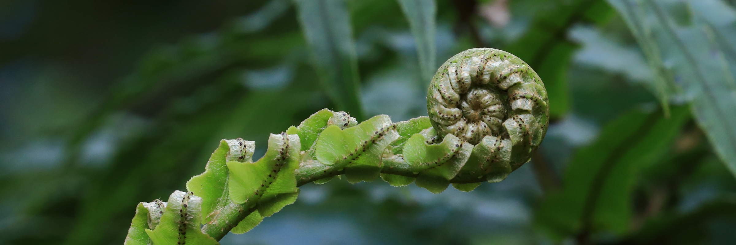 Upper Nihotipu Dam Walk, 527.JPG