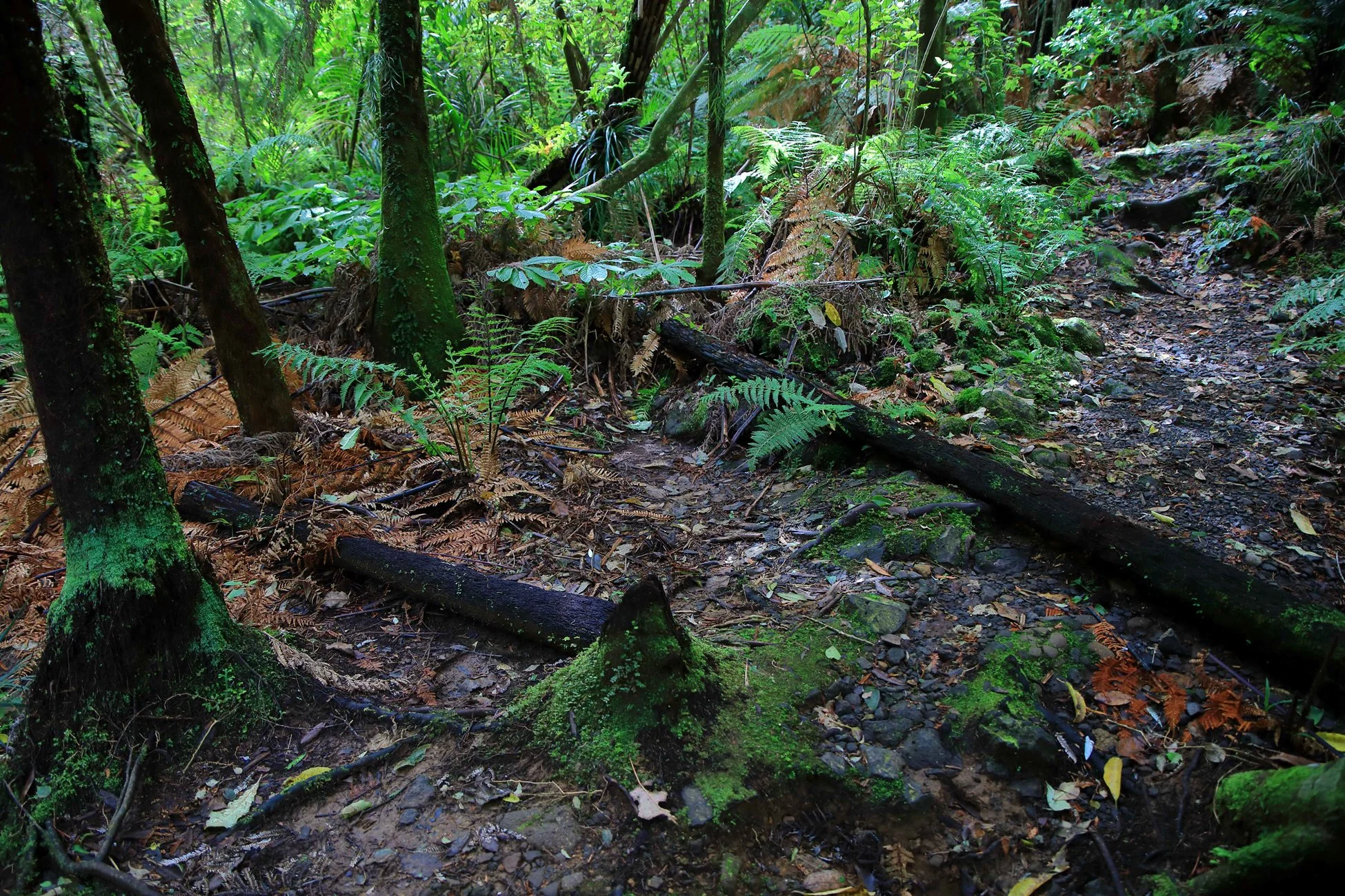 Upper Nihotipu Dam Walk,-476.JPG