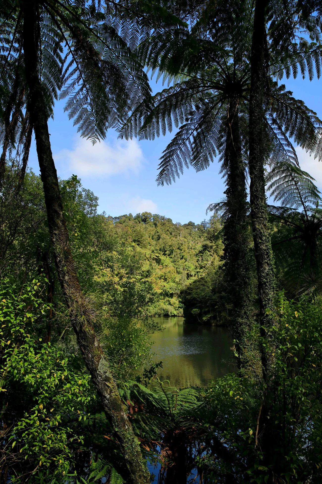 Upper Nihotipu Dam Walk,-484.JPG