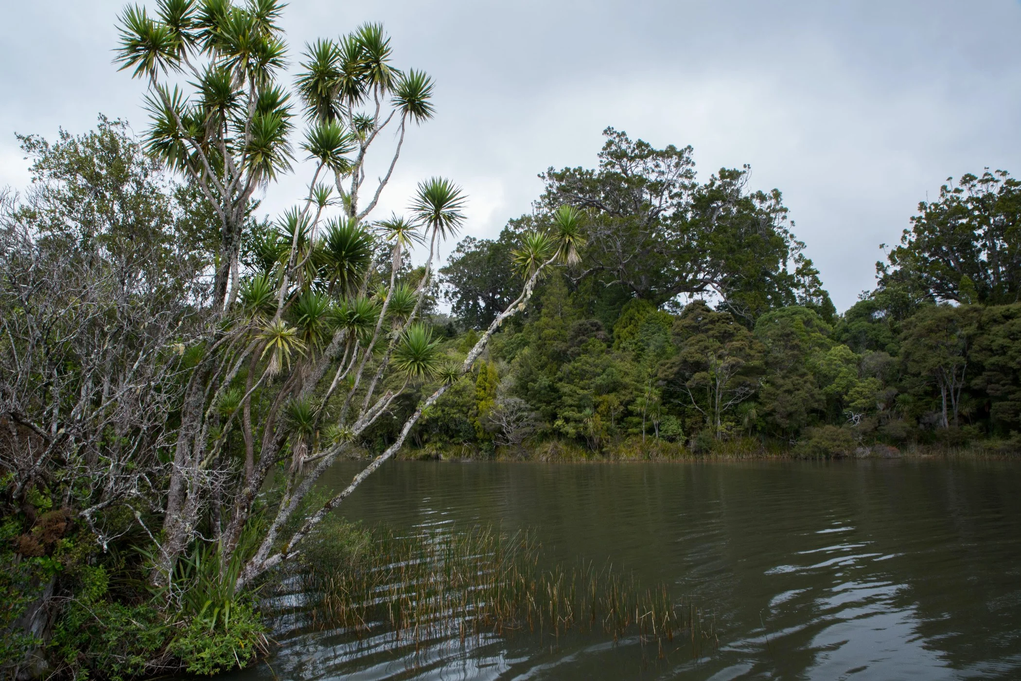 Waitakere Dam,-6671.JPG