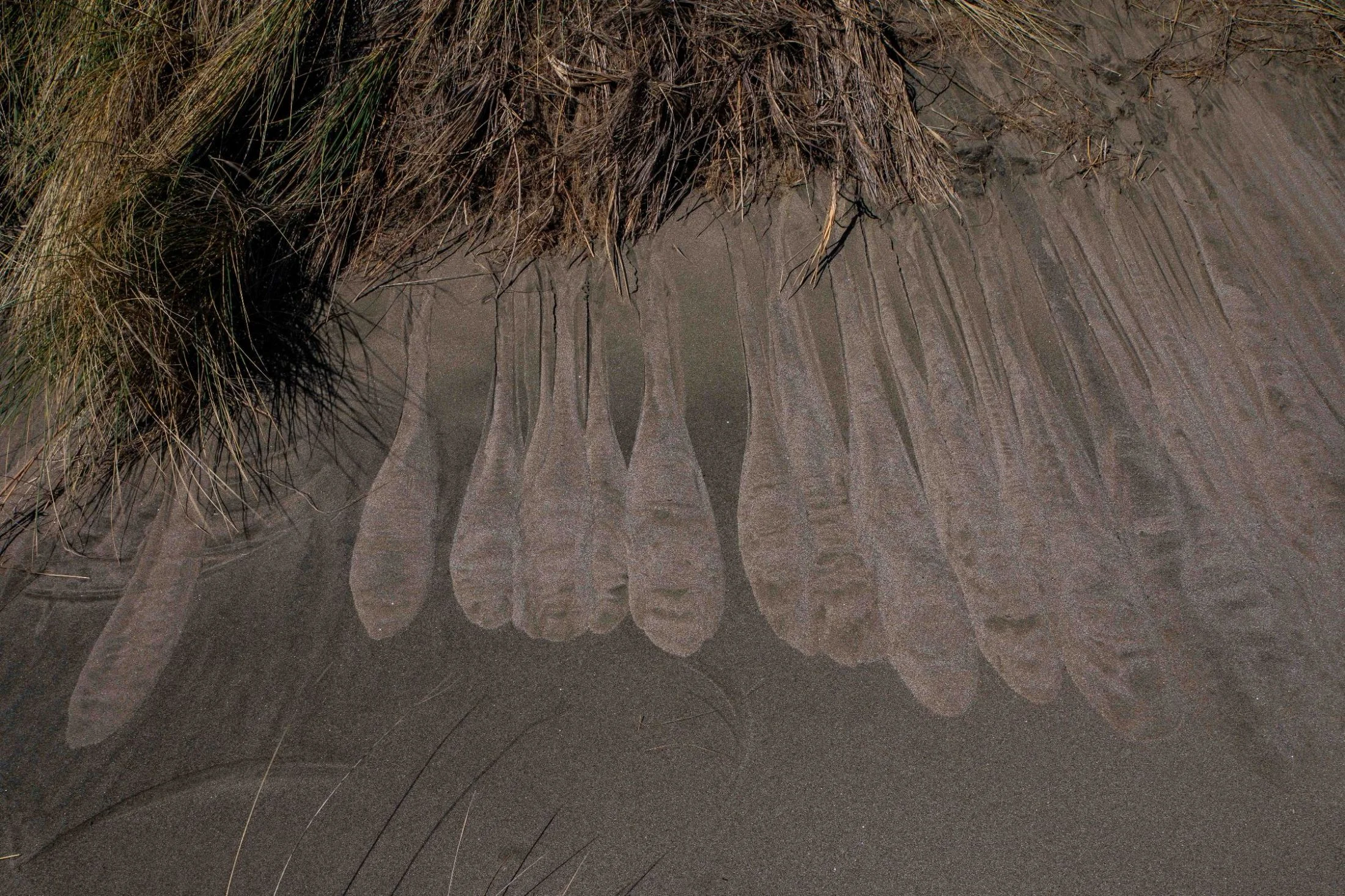 Muriwai Beach,-344.JPG