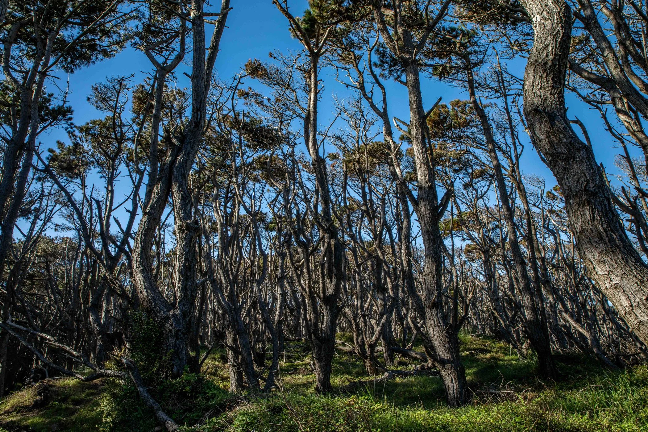 Muriwai Beach,-347.JPG