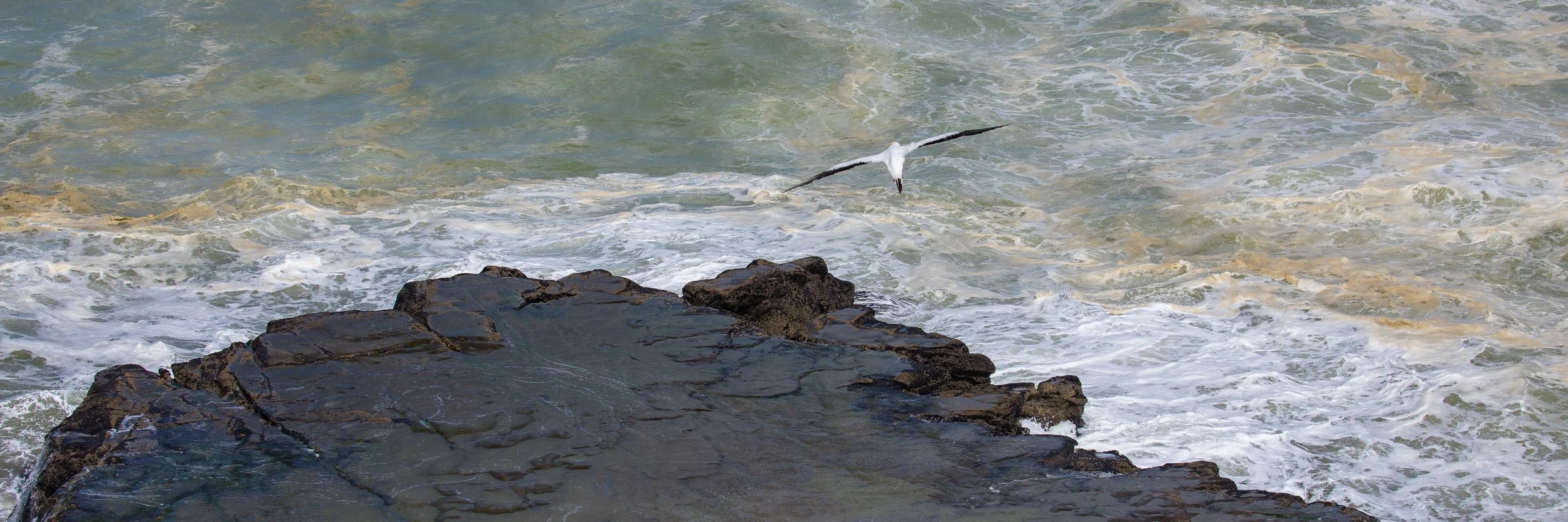 Muriwai, Maori Bay,-576.JPG