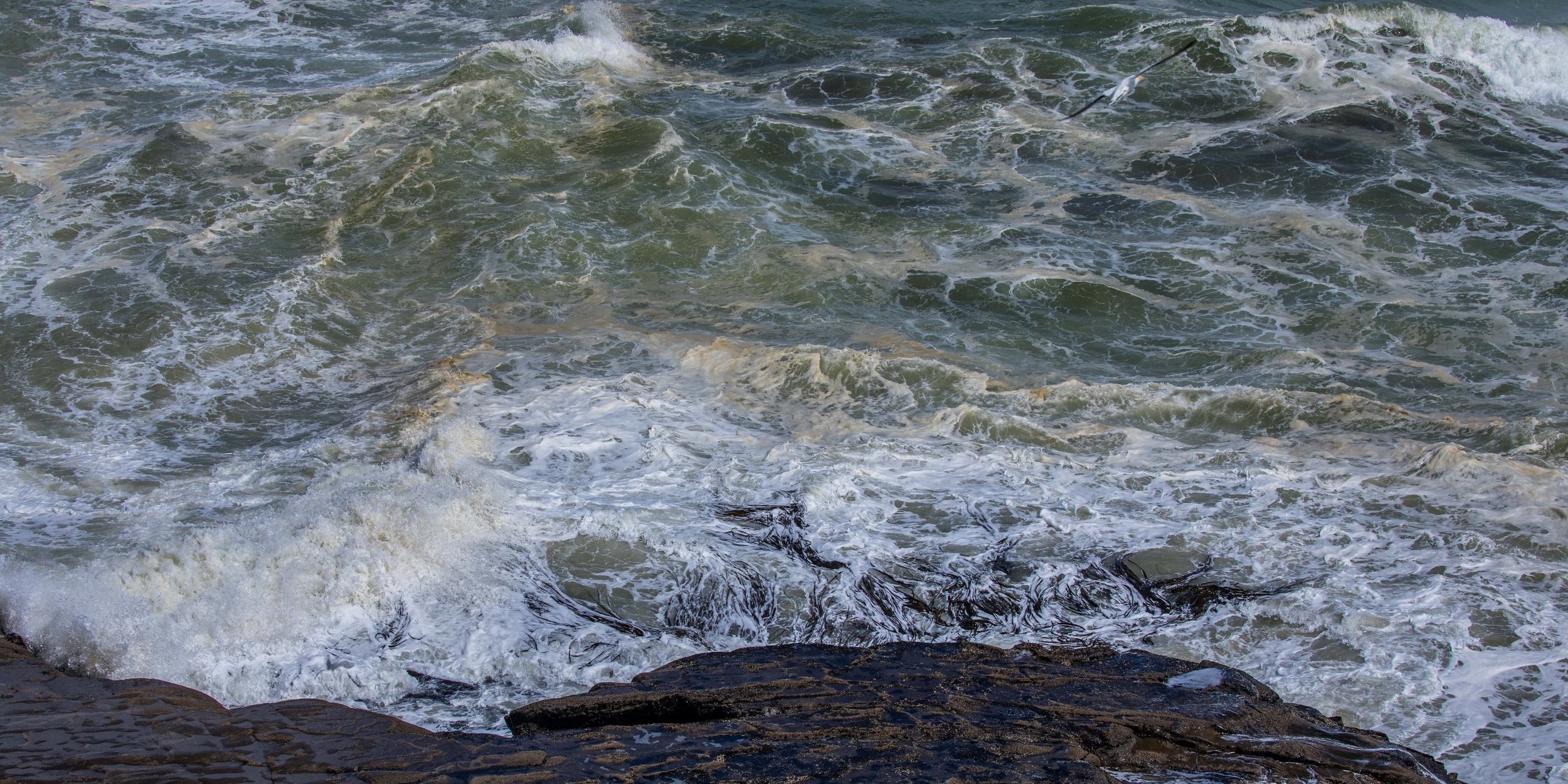 Muriwai, Maori Bay,-581.JPG