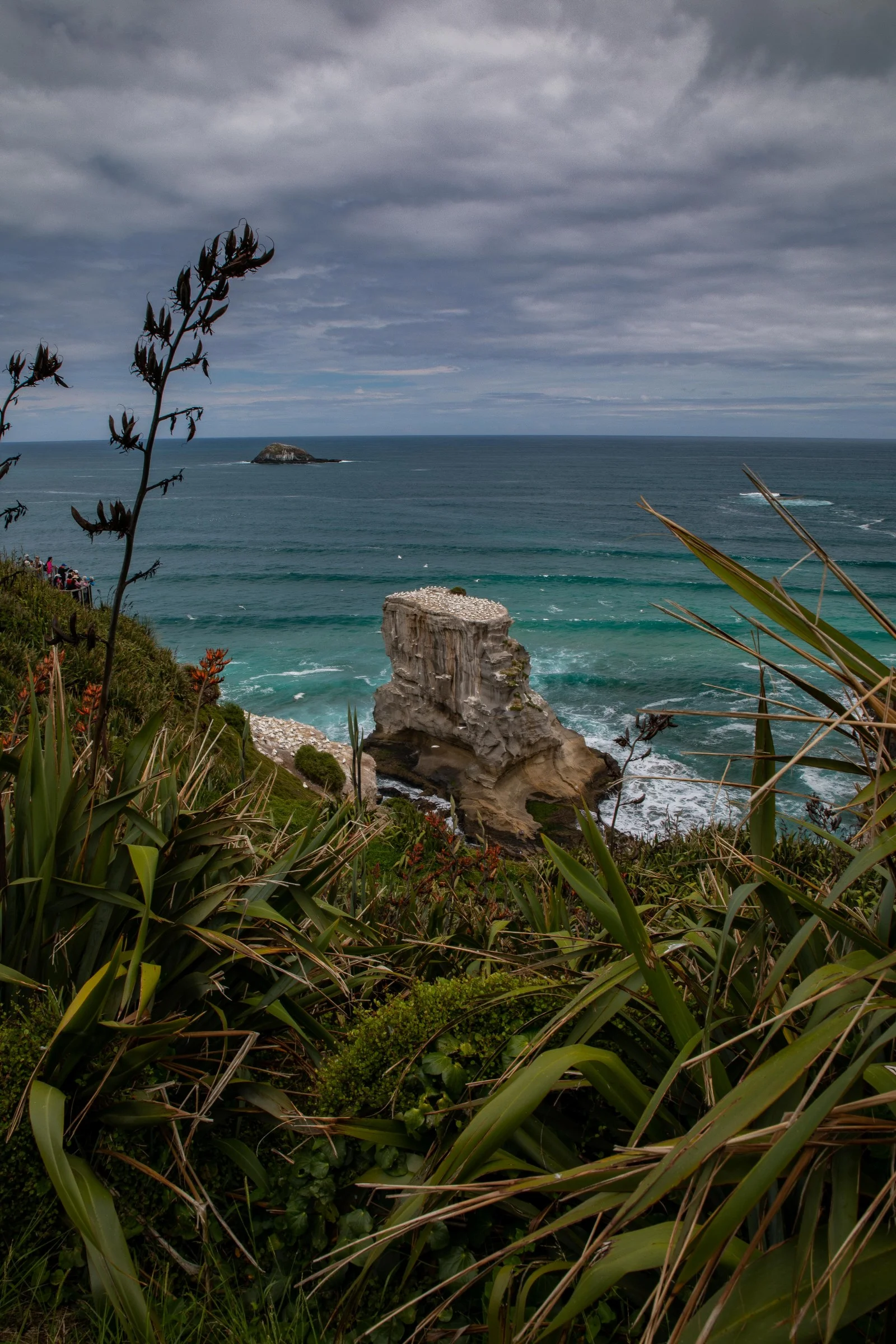 Muriwai,-456.JPG
