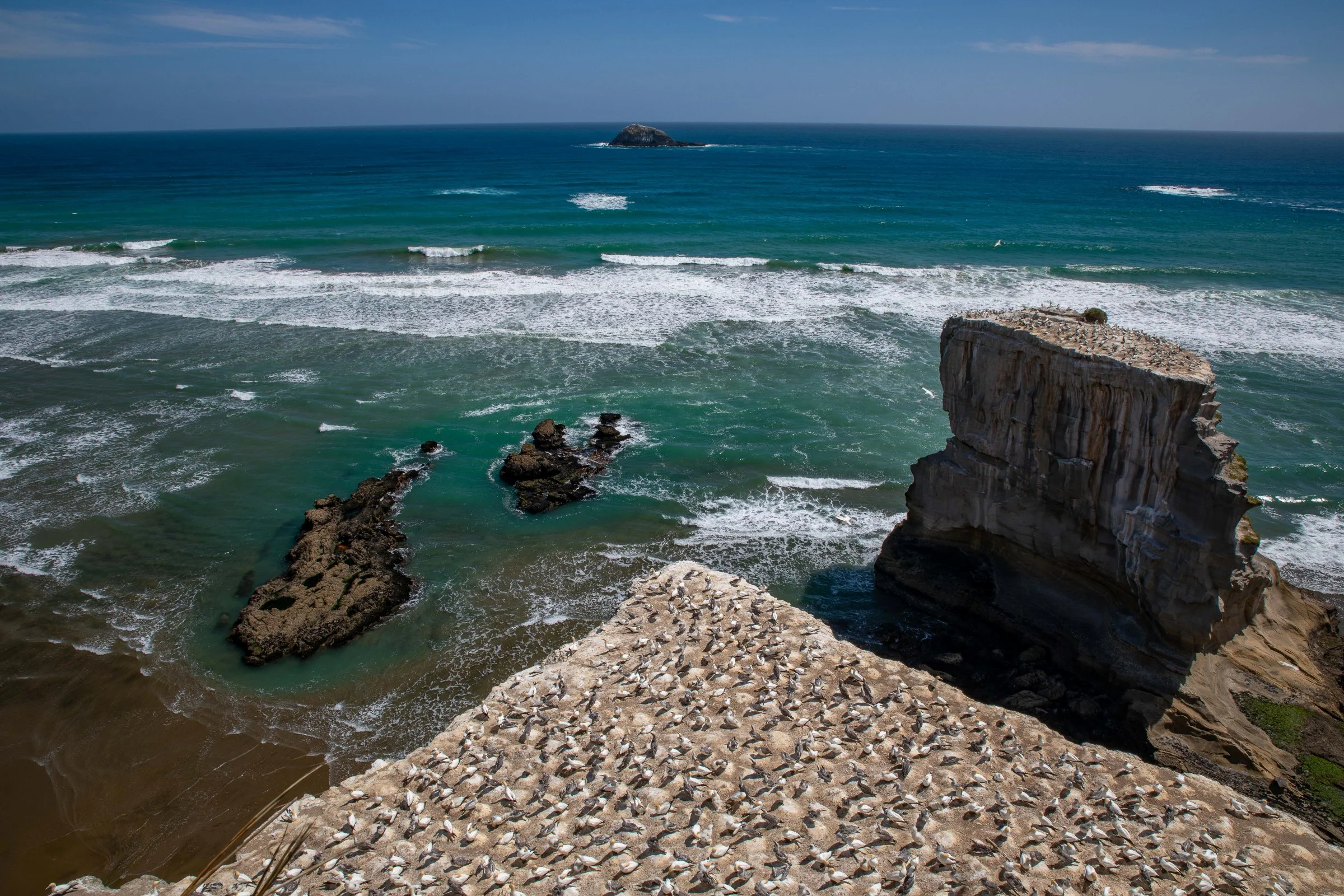 Muriwai,Gannet Colony,-635.JPG