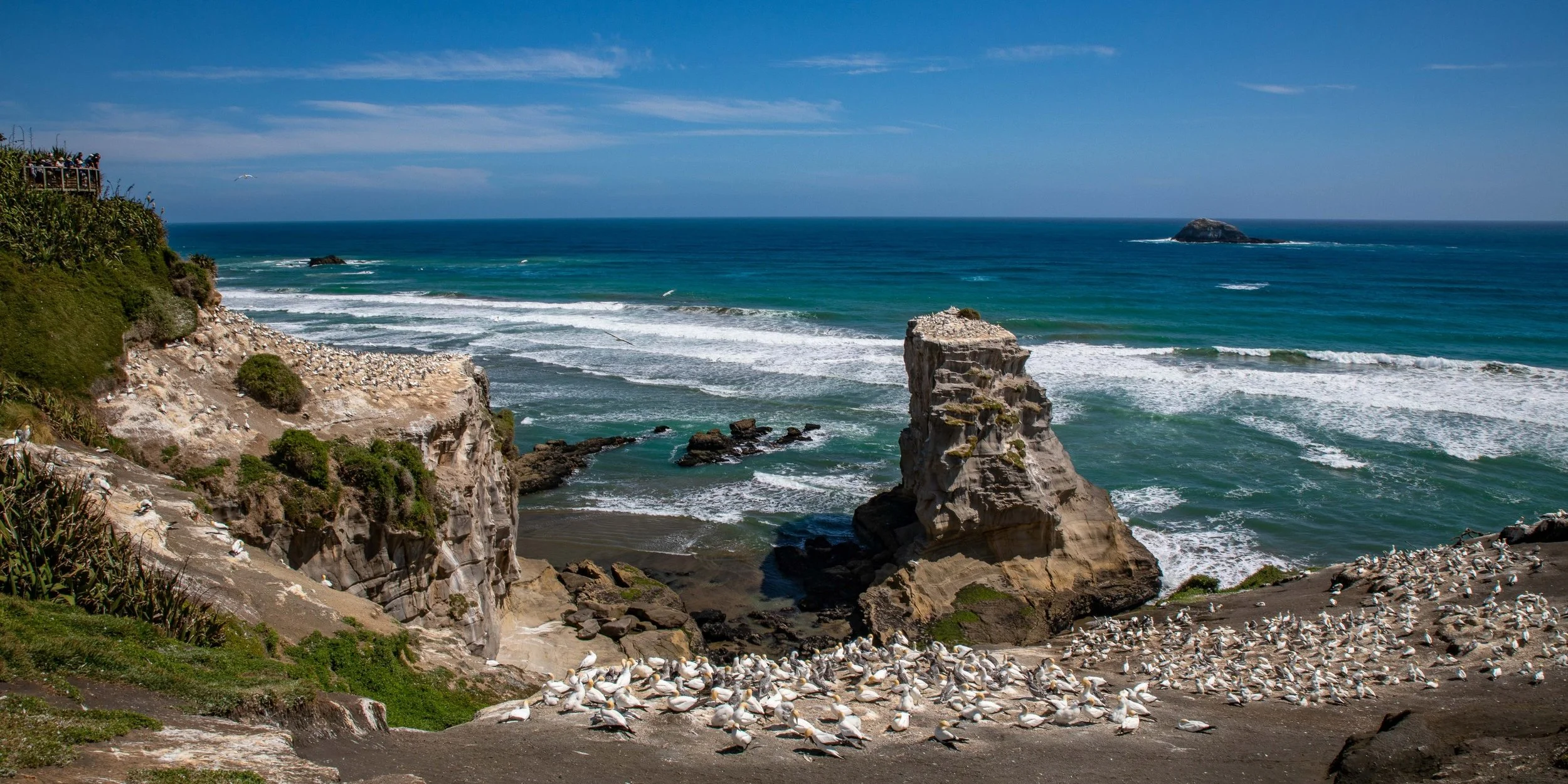 Muriwai,Gannet Colony,-637.JPG