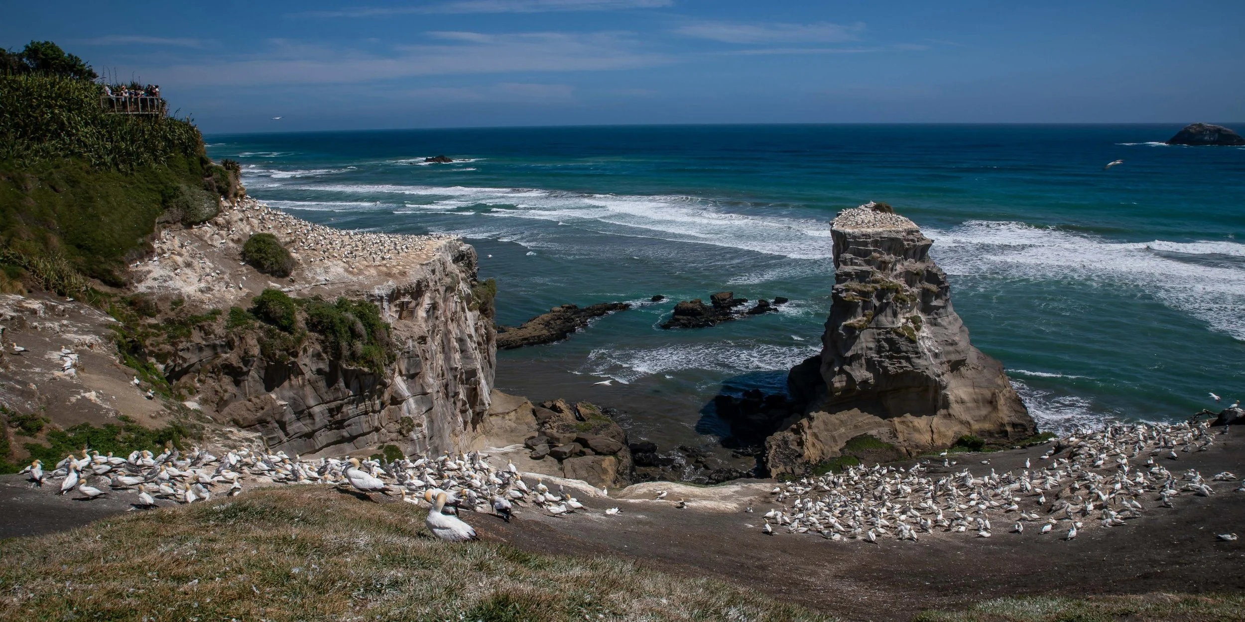 Muriwai,Gannet Colony,-638.JPG