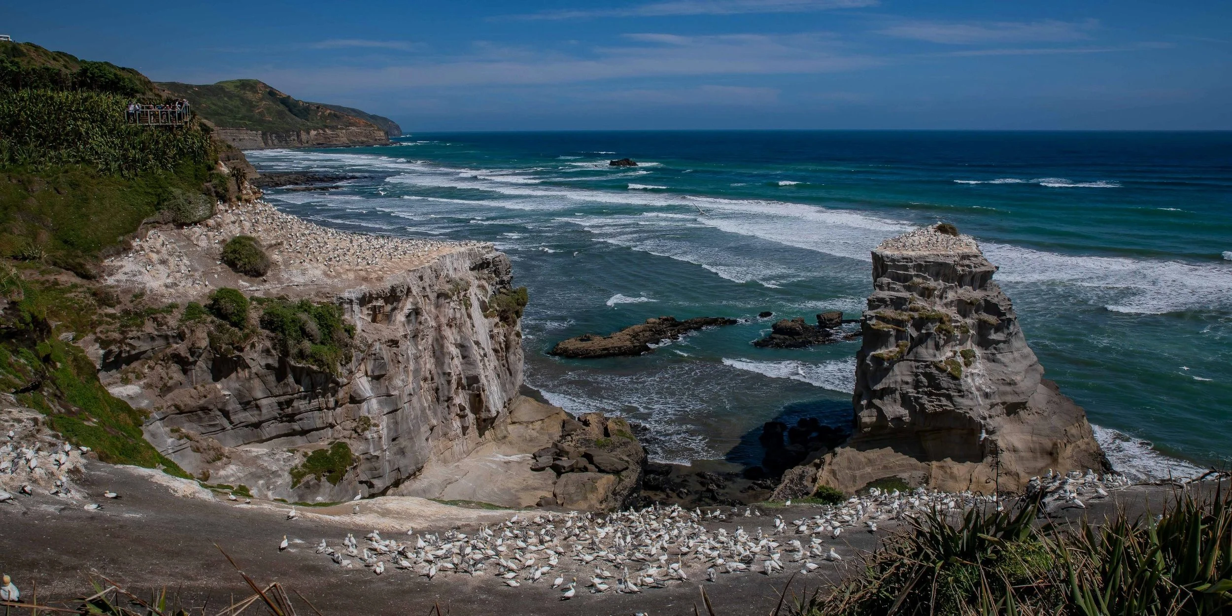 Muriwai,Gannet Colony,-640.JPG