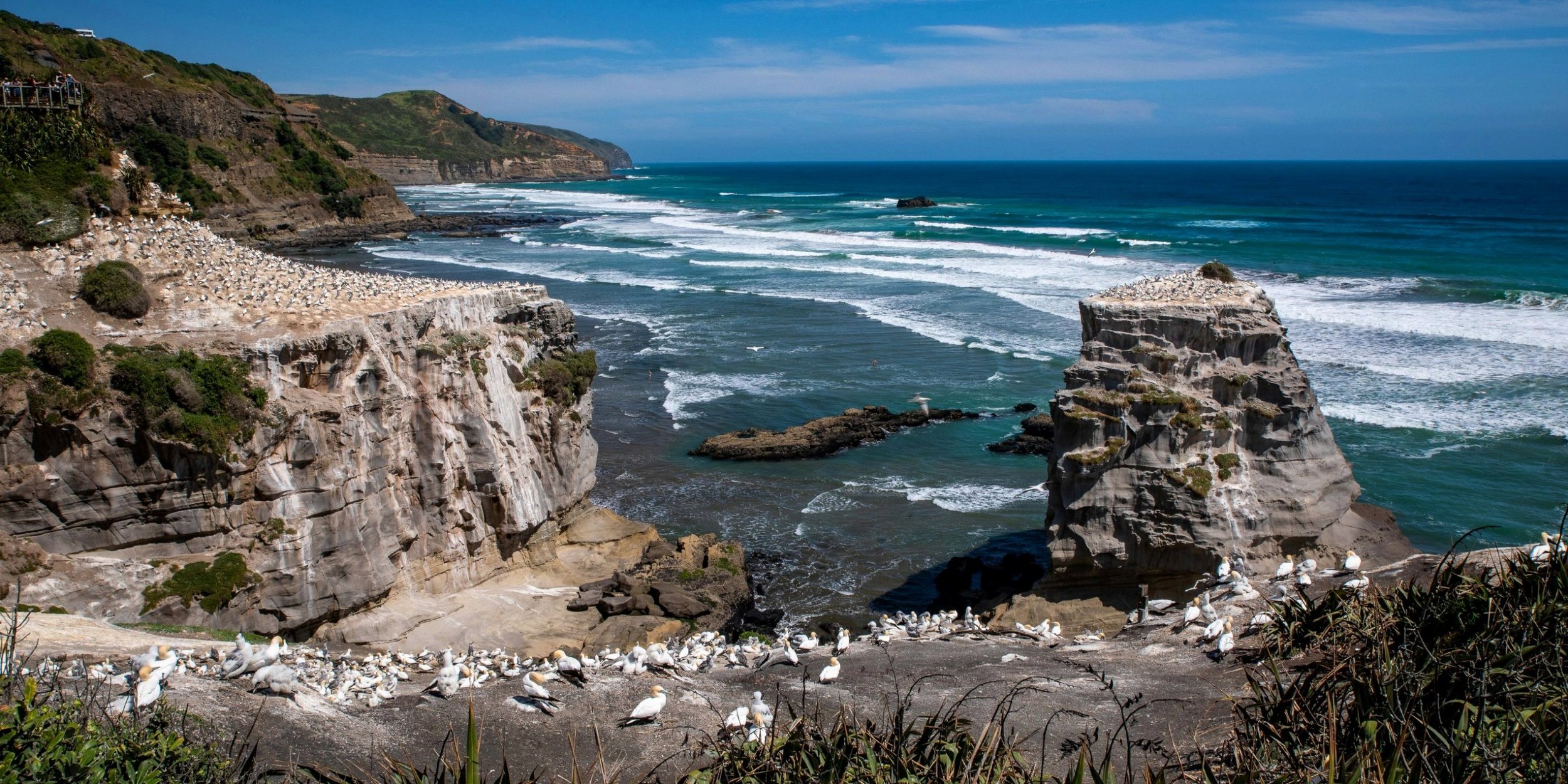 Muriwai,Gannet Colony,-641.JPG