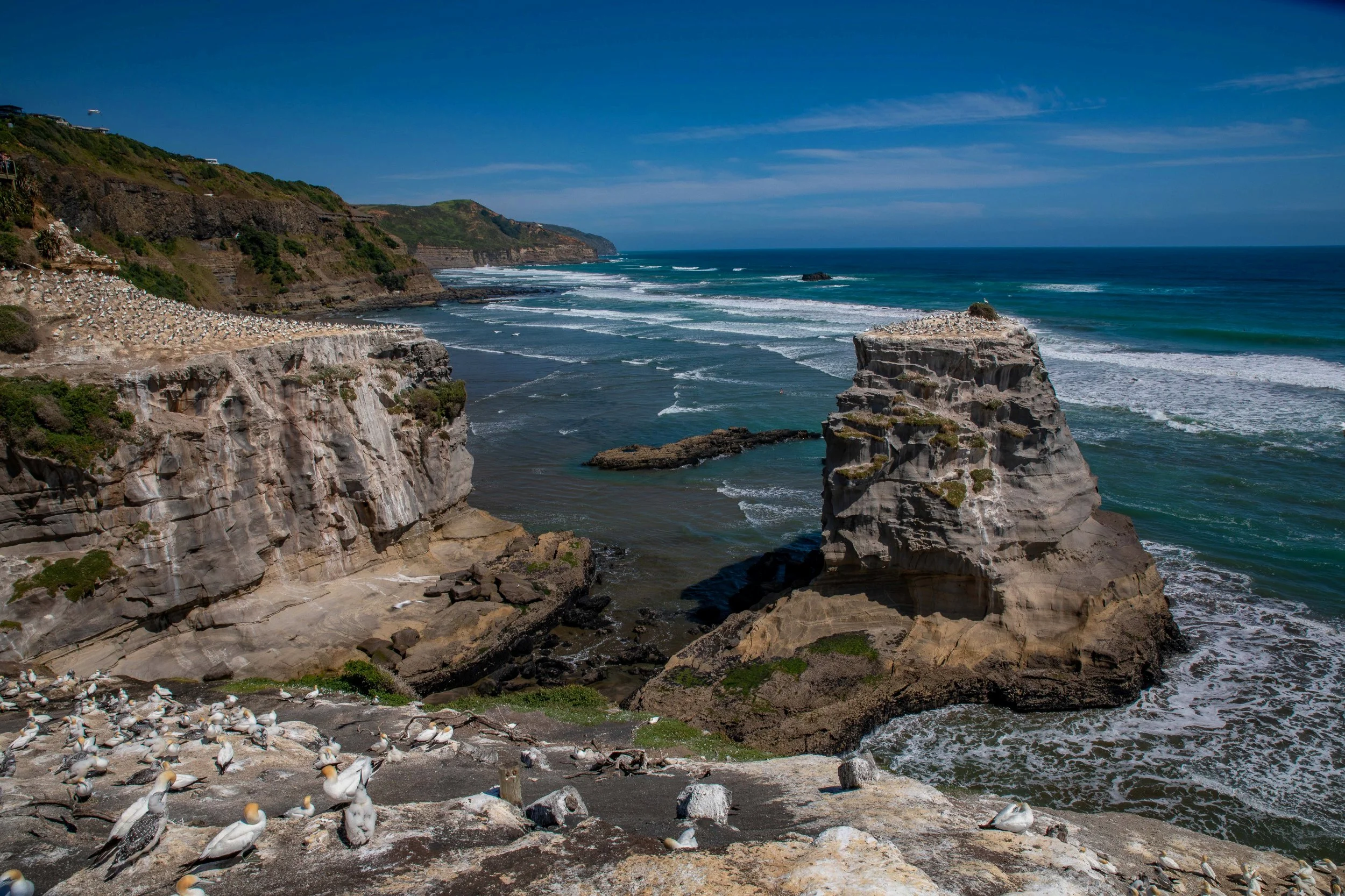Muriwai,Gannet Colony,-643.JPG