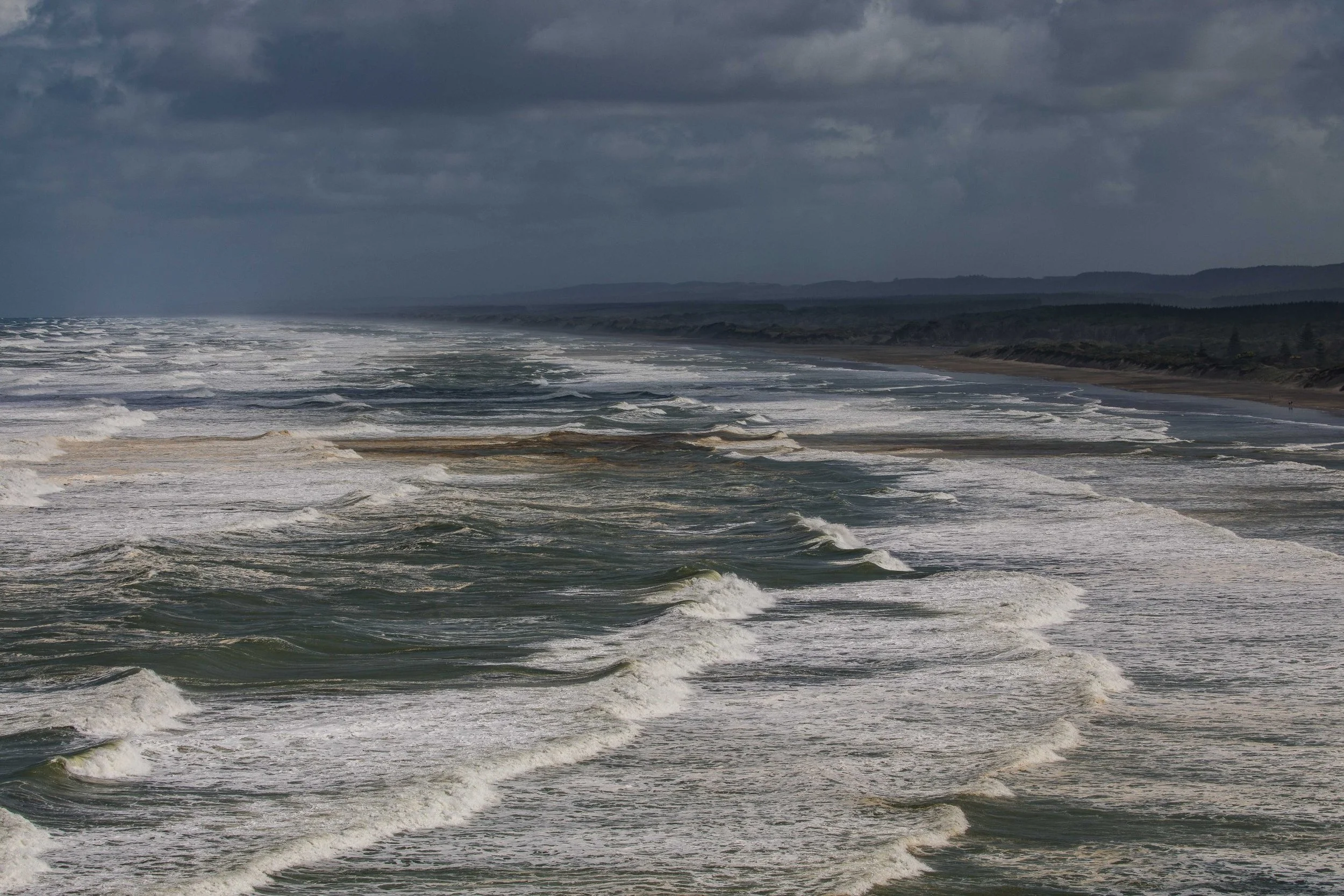 Takapu,Gannet,Muriwai Beach,-523.JPG