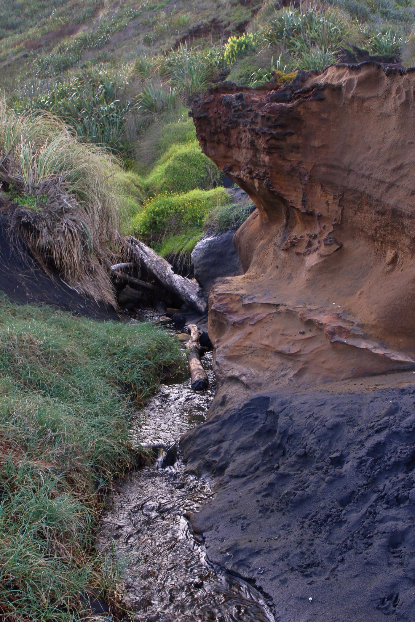 Karioitahi Beach,-319.JPG