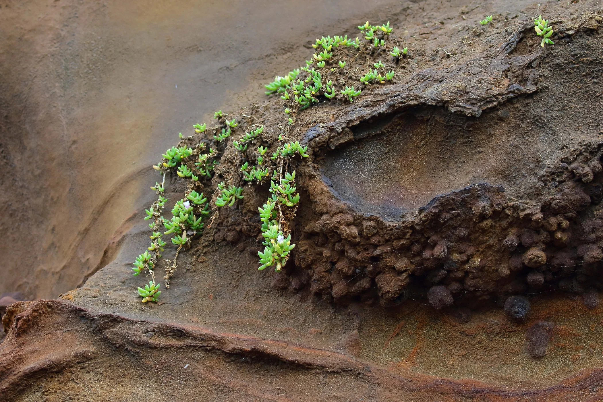 Karioitahi Beach,-353.JPG