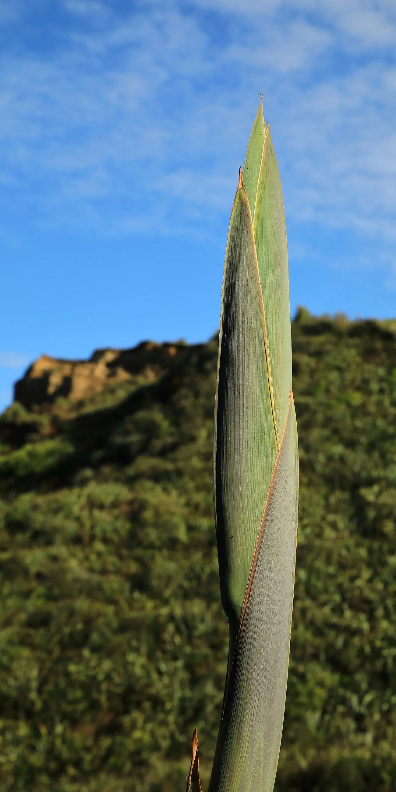 Karioitahi Beach,-812.JPG