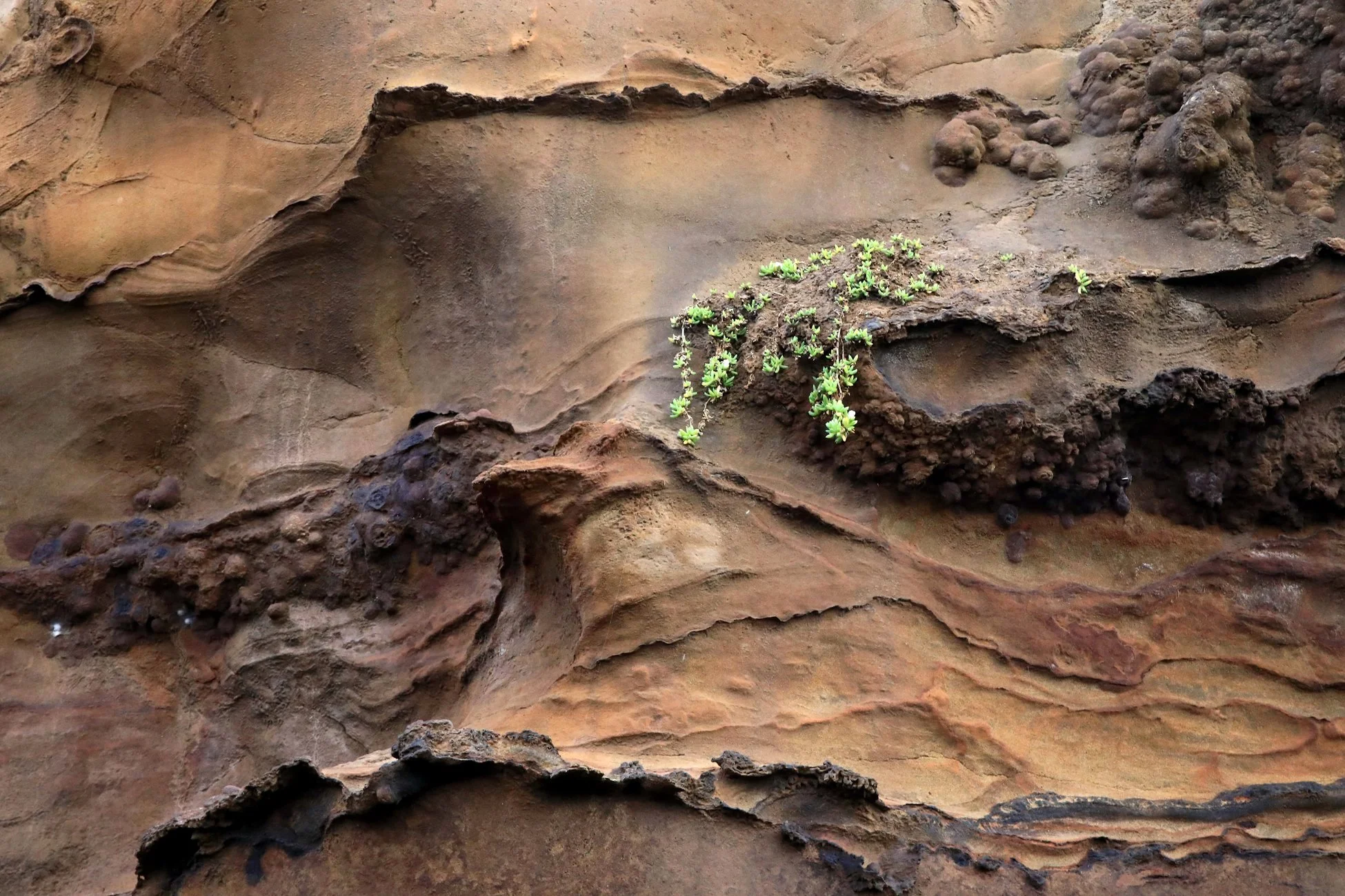 Karioitahi Beach,-896.JPG