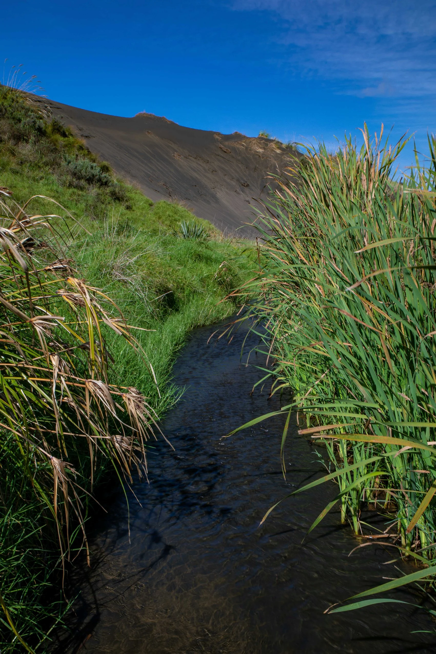 Lake Wainamu,Te Henga,-015.JPG