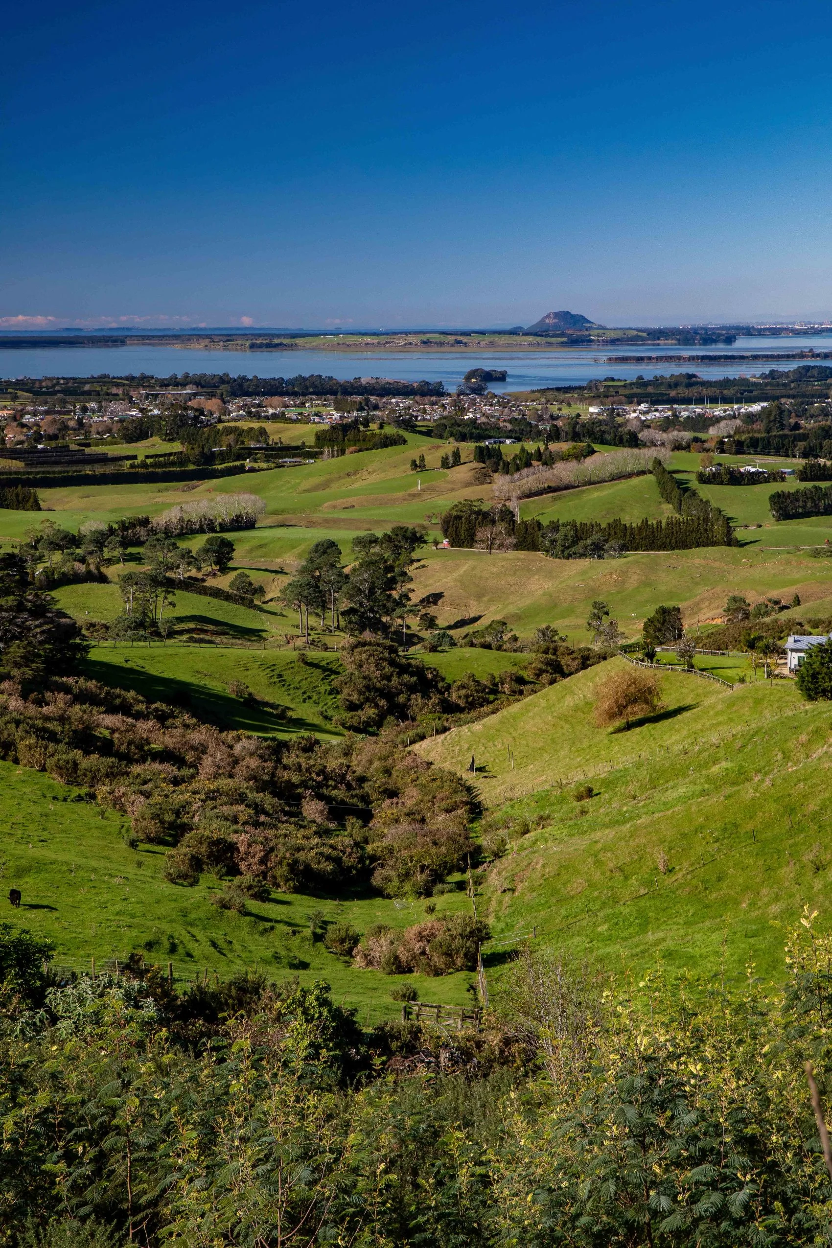 BOP,Matakana Is Lookout,-115.JPG