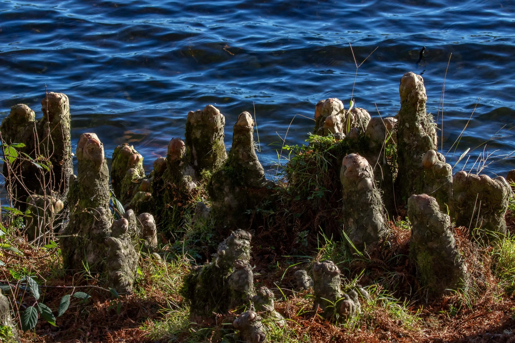 McLaren Falls Park,-024.JPG