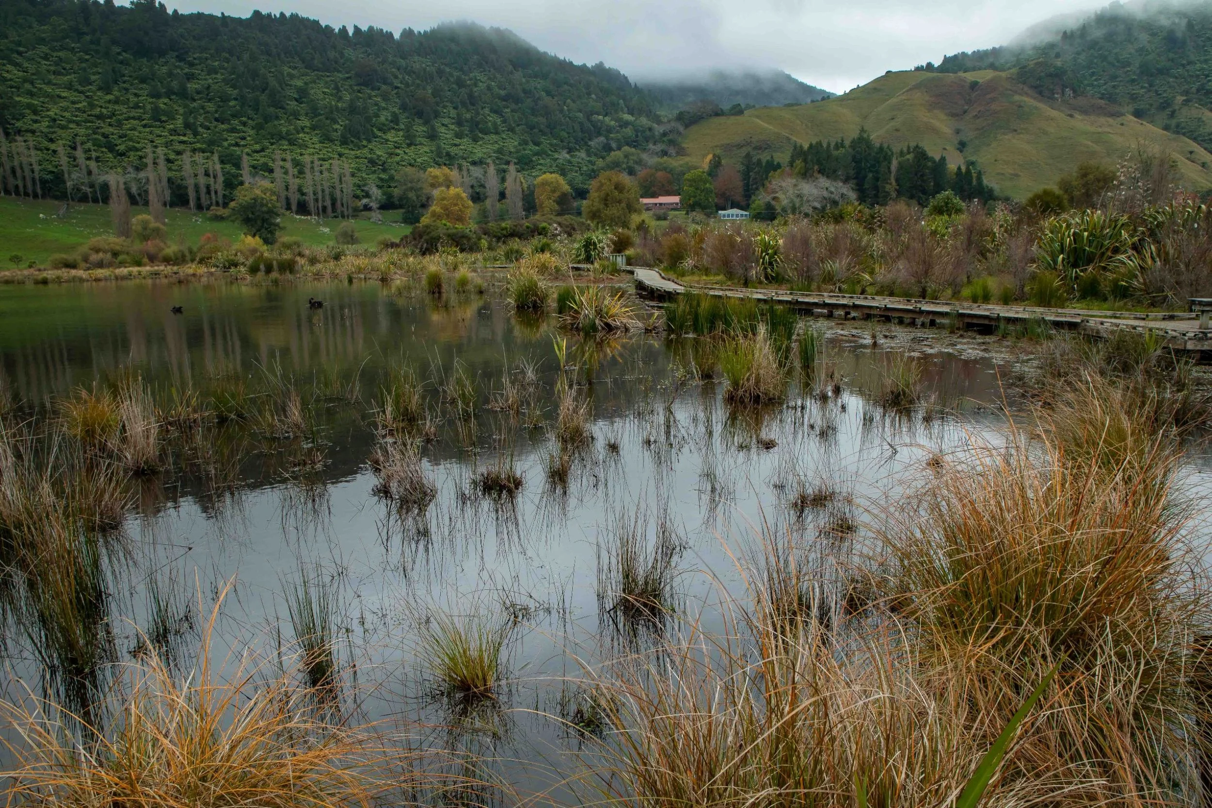 Lake Okareka Walkway,-090.JPG