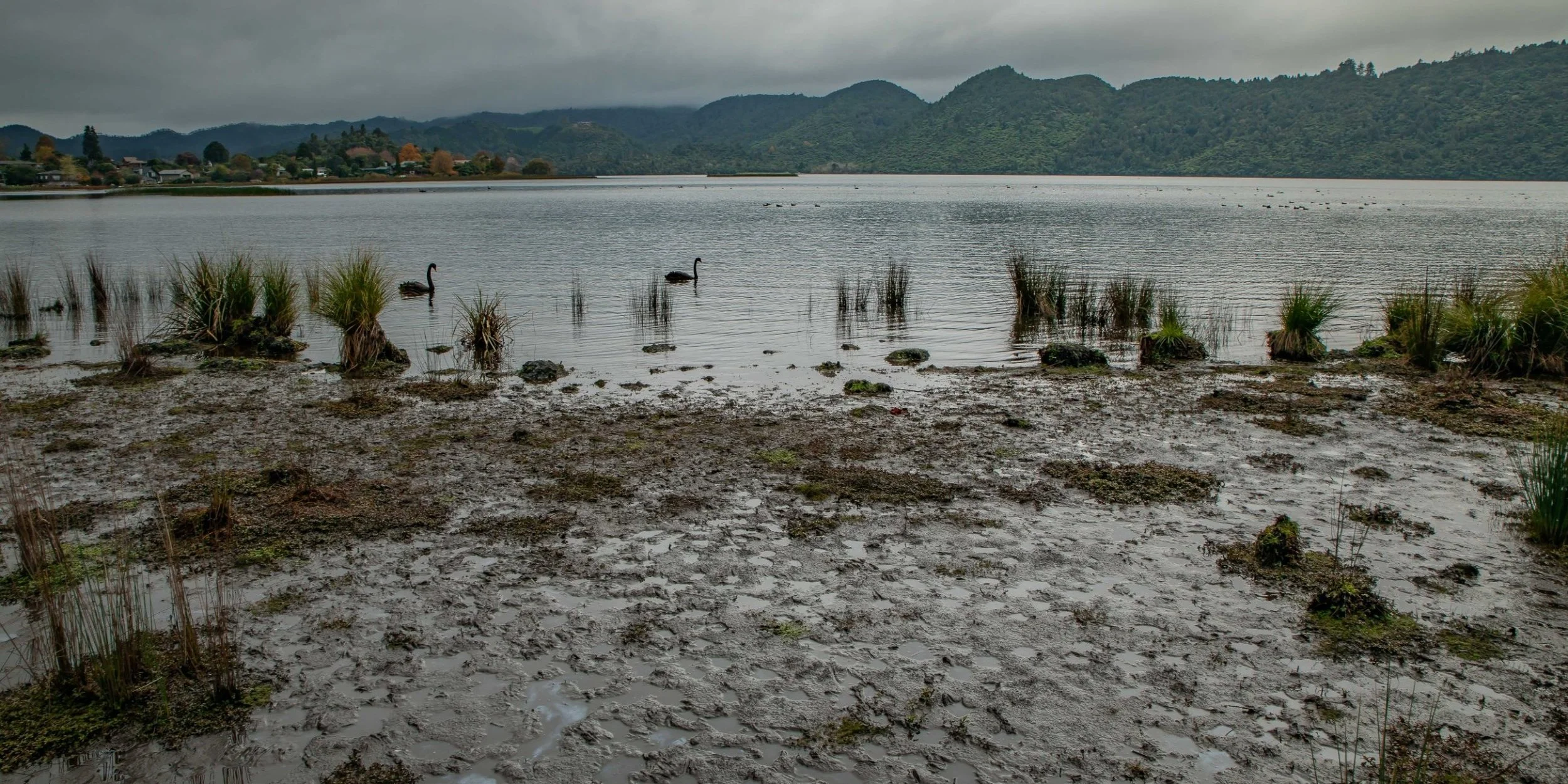 Lake Okareka Walkway,-097.JPG