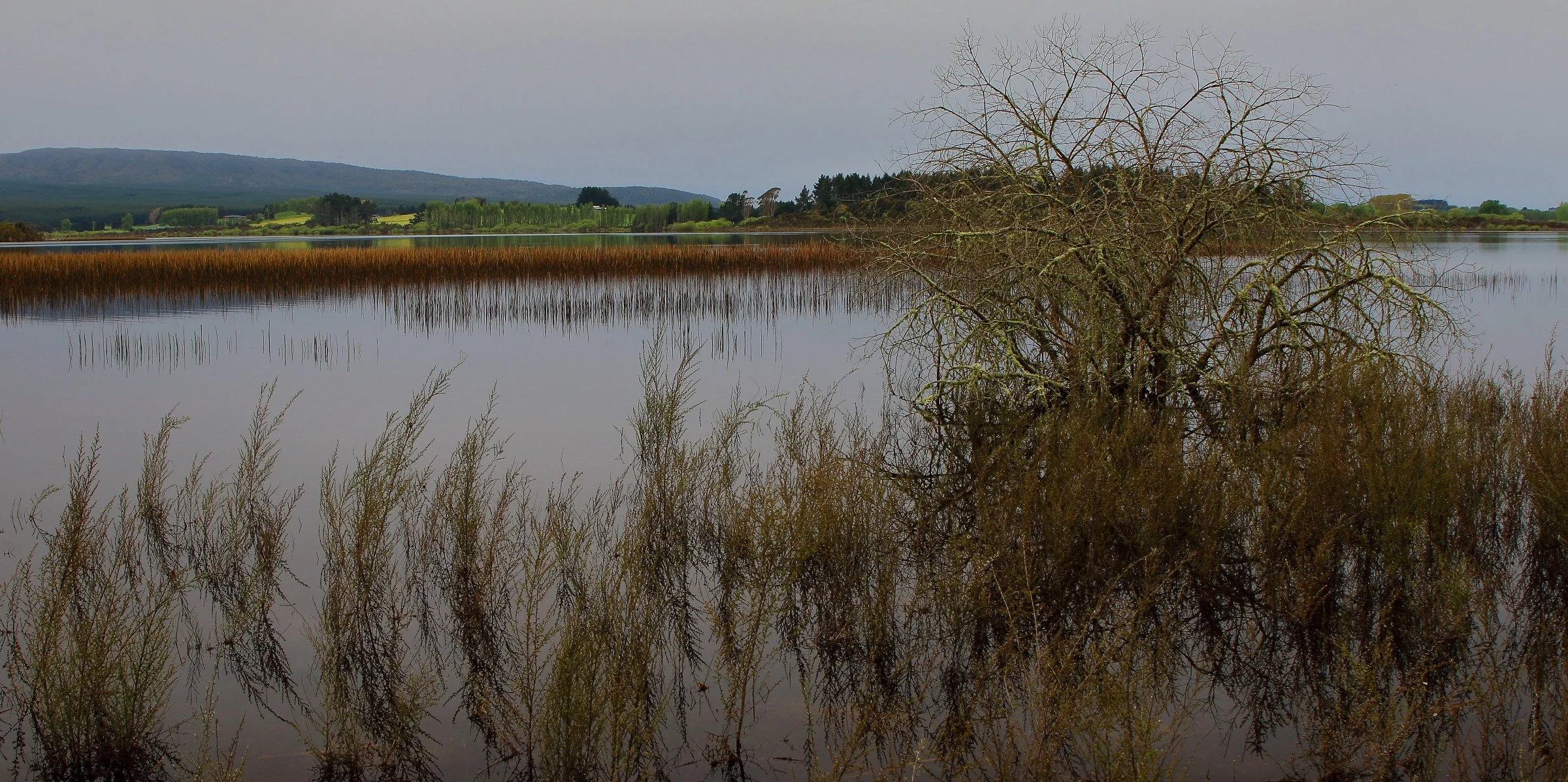 Lake Rerewhakaaitu,-195.JPG